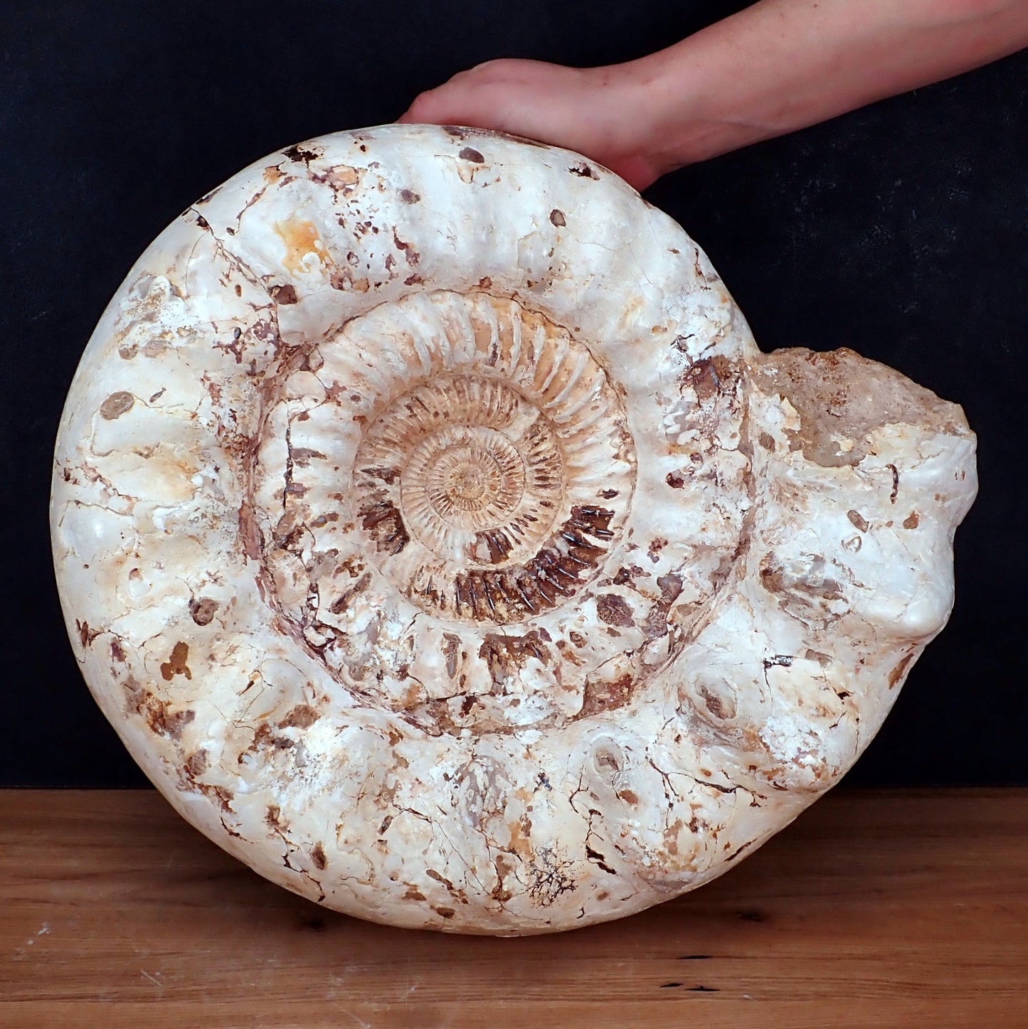 Natürliches sehr Großes Ammonit Fossil - 23521,7g