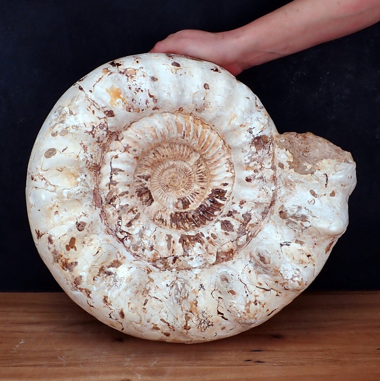 Natürliches sehr Großes Ammonit Fossil - 23521,7g
