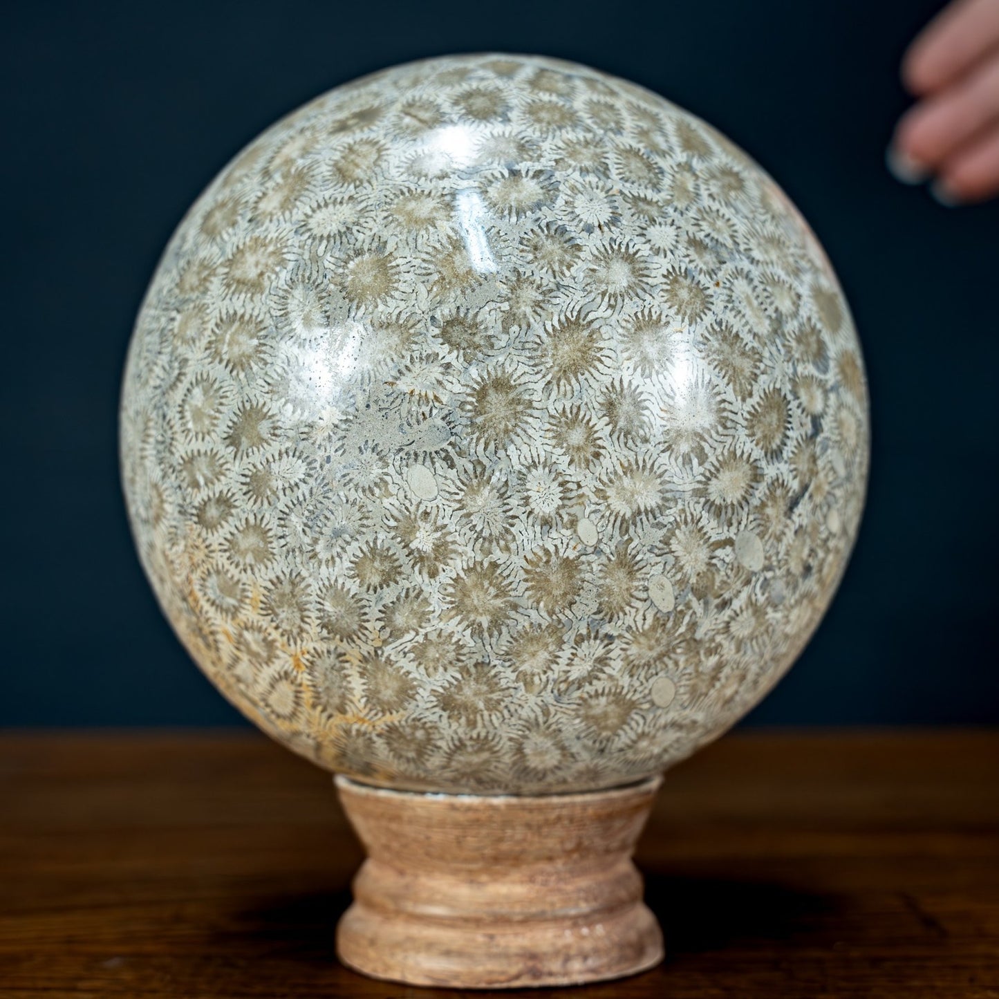 Natürliche Fossile Koralle als Kugel - 1284,77g - 110mm