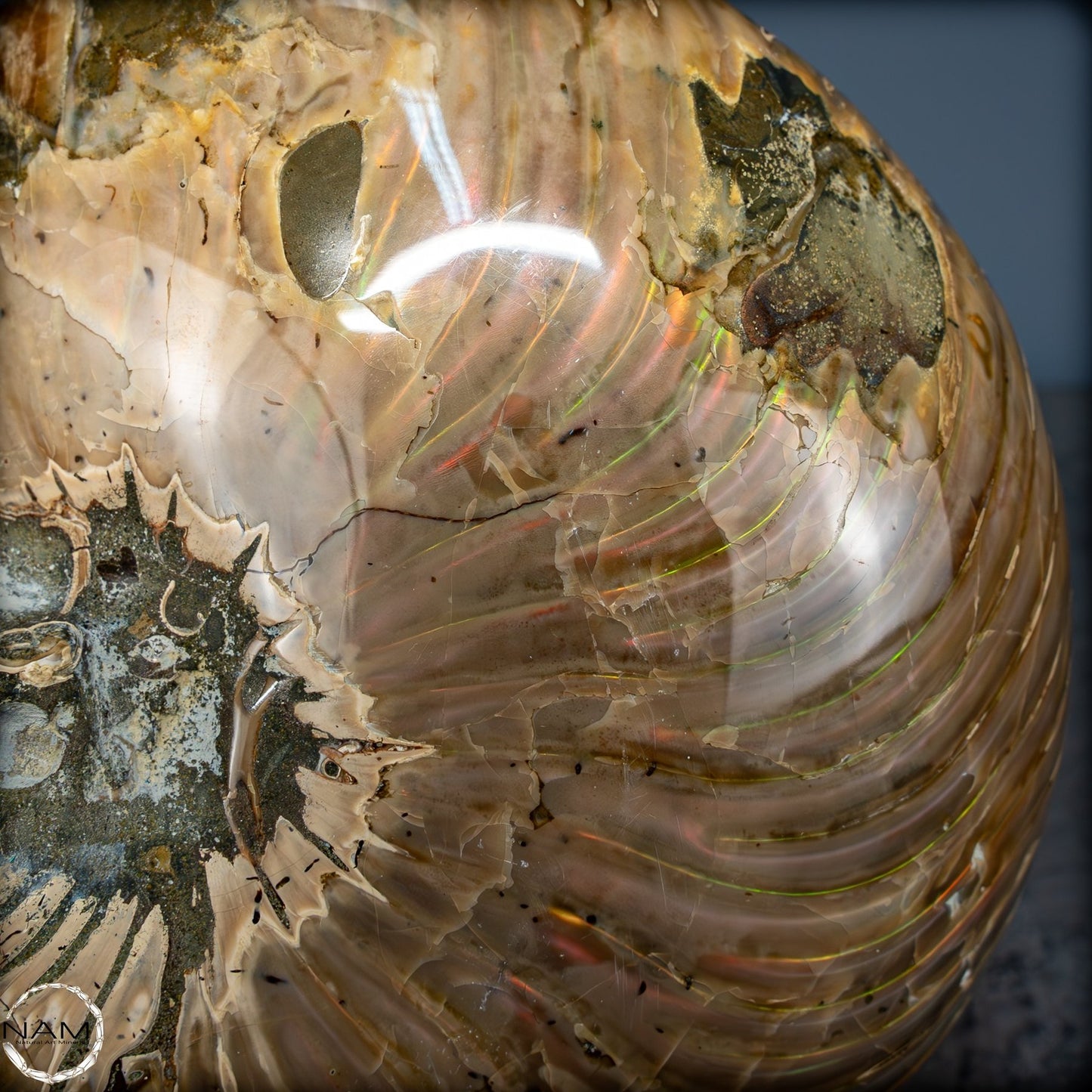 Natürlicher Bunter & Schillernder Nautilus Fossil - 2587,17g