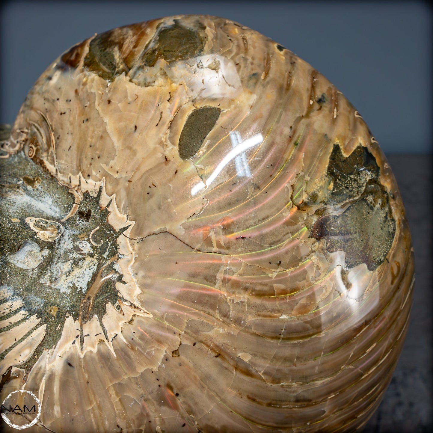 Natürlicher Bunter & Schillernder Nautilus Fossil - 2587,17g