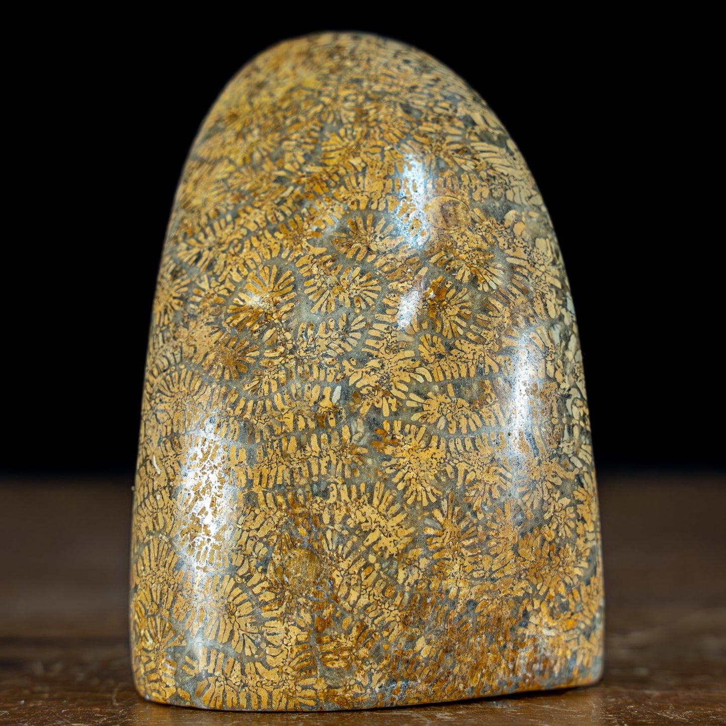 Natürliche Fossile Koralle als Freiform - 242,69g