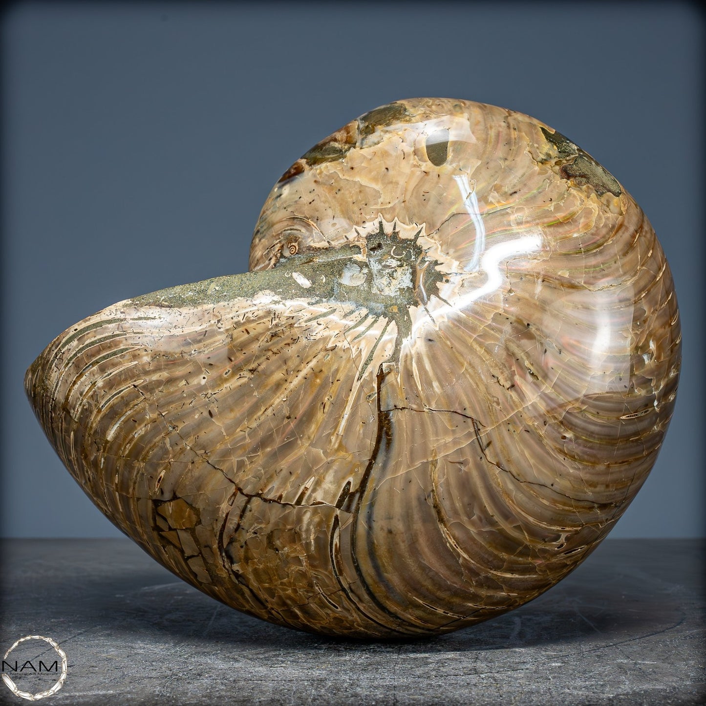 Natürlicher Bunter & Schillernder Nautilus Fossil - 2587,17g