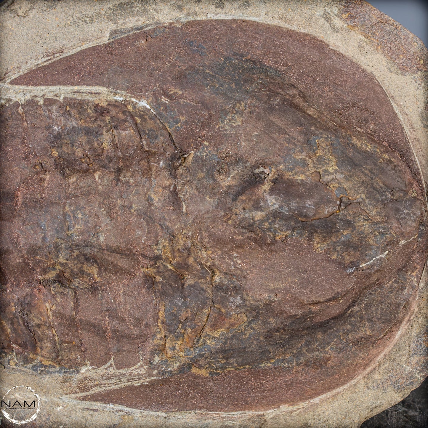 Fossil eines großen Trilobiten - Hollardops mesocristata, Marokko - 1691,35g