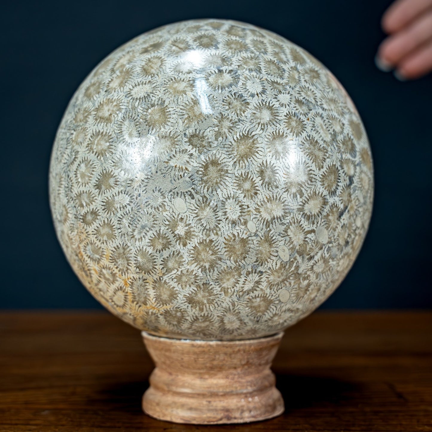 Natürliche Fossile Koralle als Kugel - 1284,77g - 110mm