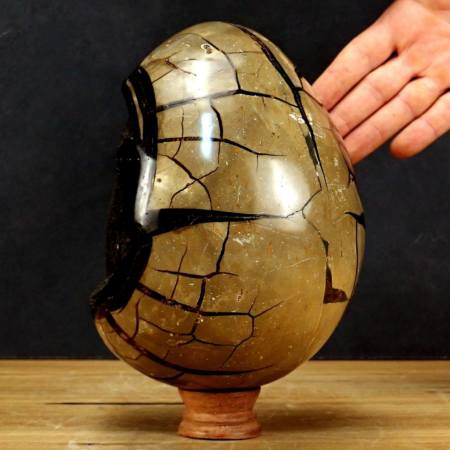 Große Septarien Druse Ei, Calcit Kristall & Fossil - 4438,88g