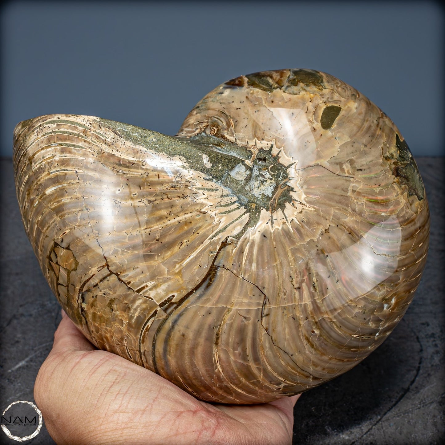 Natürlicher Bunter & Schillernder Nautilus Fossil - 2587,17g