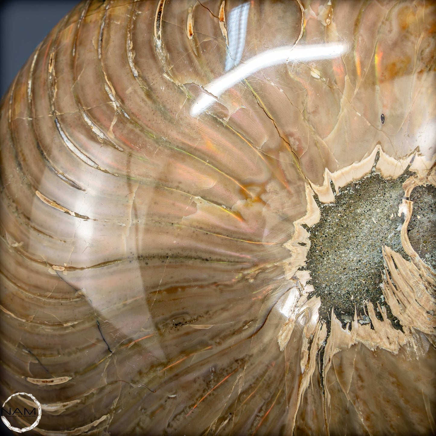 Natürlicher Bunter & Schillernder Nautilus Fossil - 2587,17g