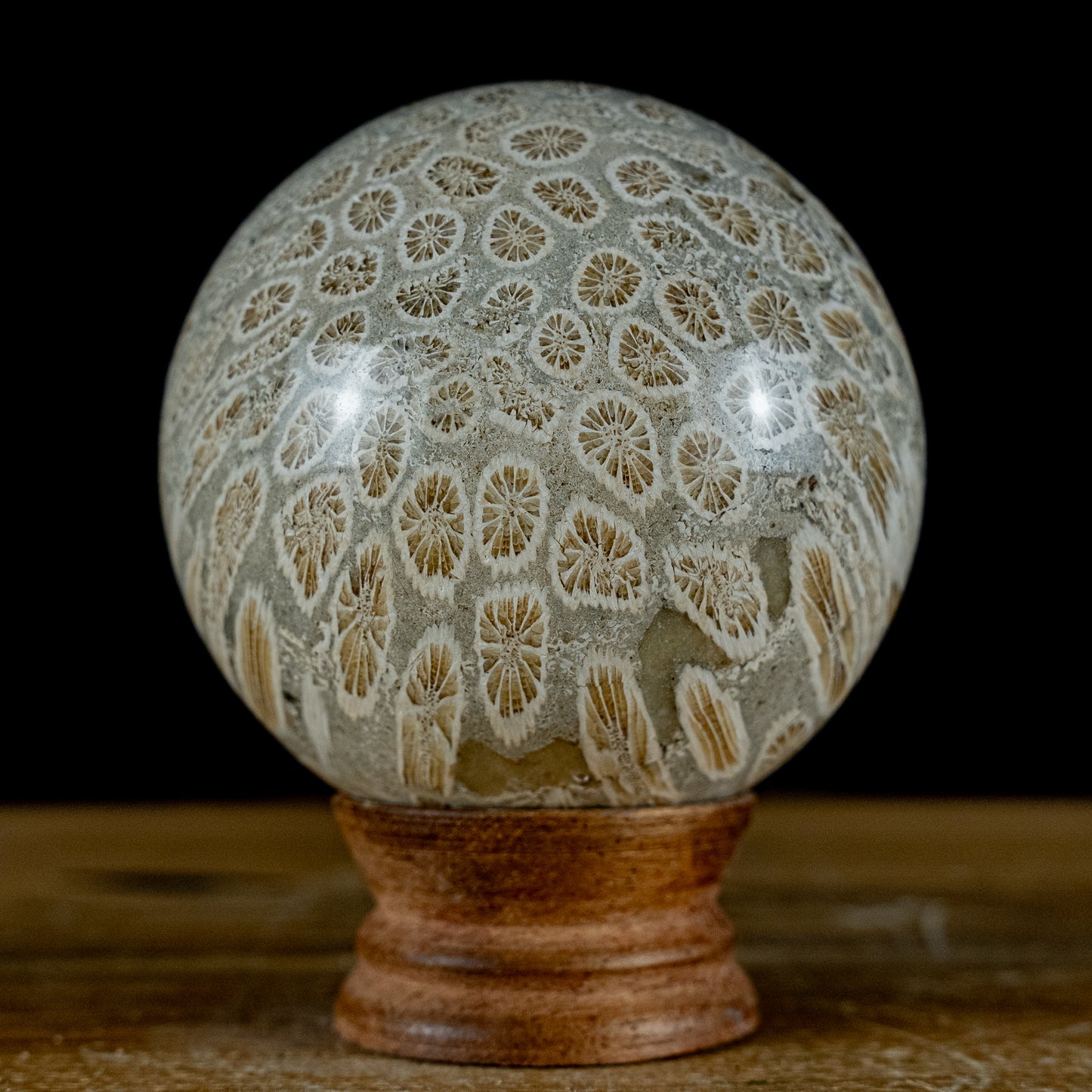 Große Fossile Koralle als Kugel - 629,19g - 78,19mm