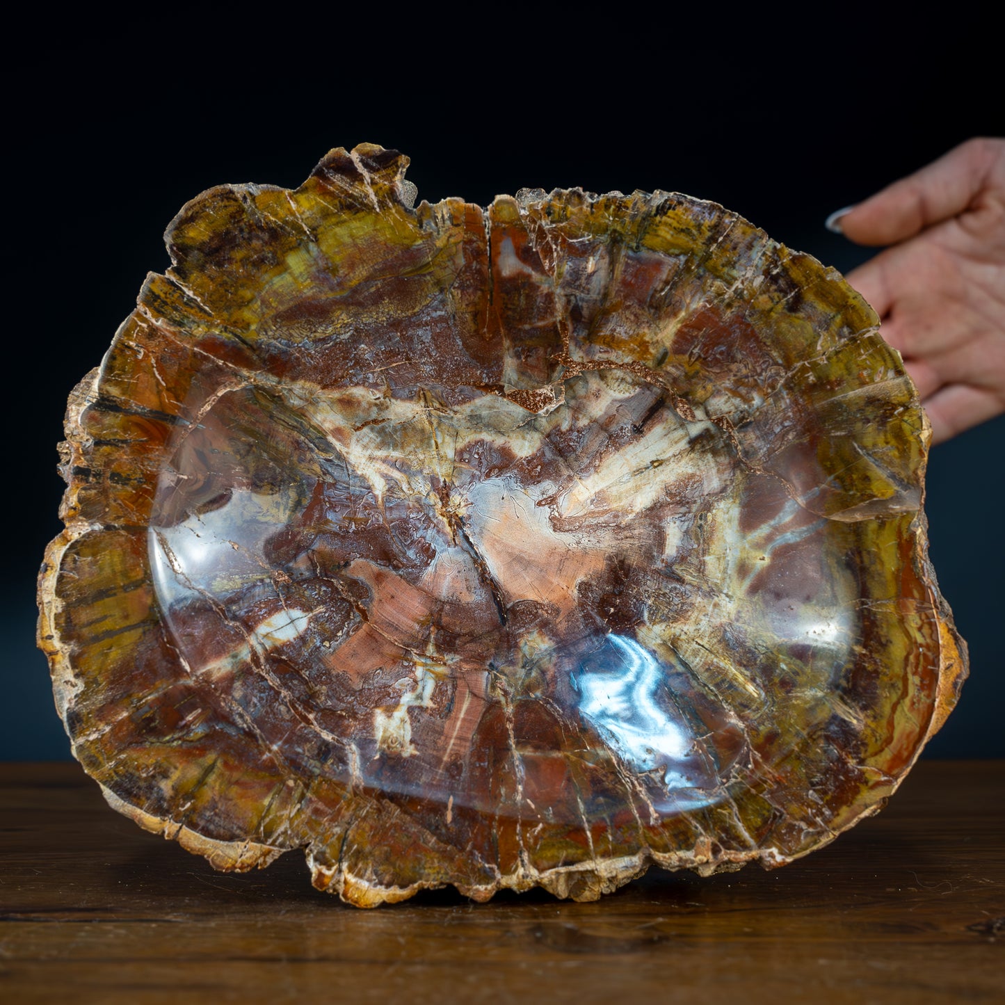Natürliche Versteinerte Holz Schale - 2257,83g