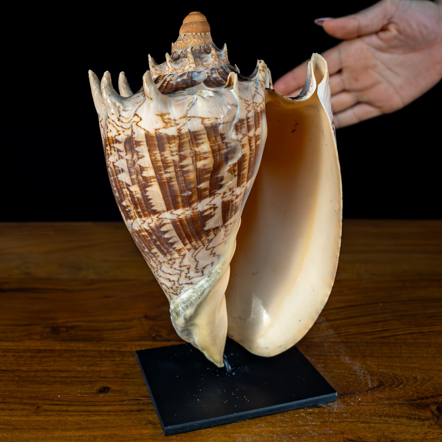 Große Natürliche Volutidae-Muschel Auf Dekorativem Sockel - 870,64g