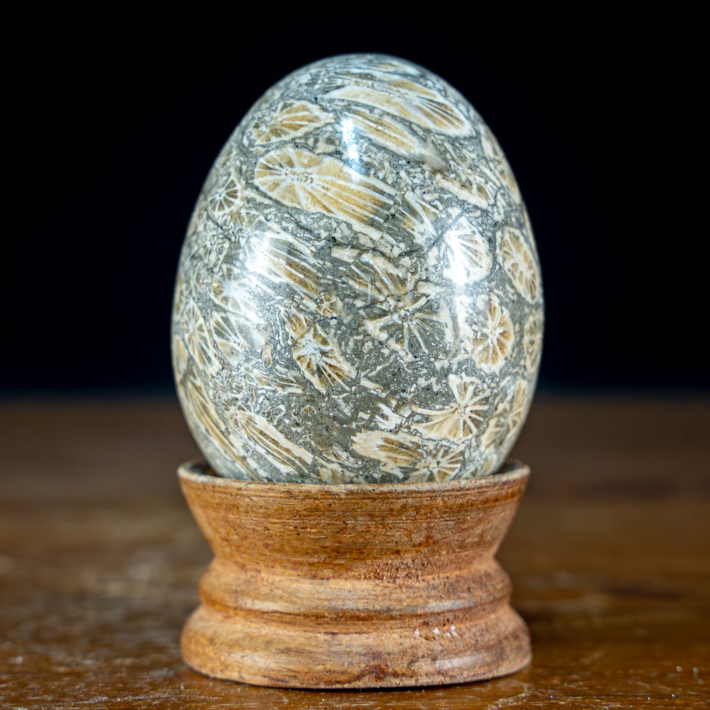 Fossile Koralle als Ei - 164,51g