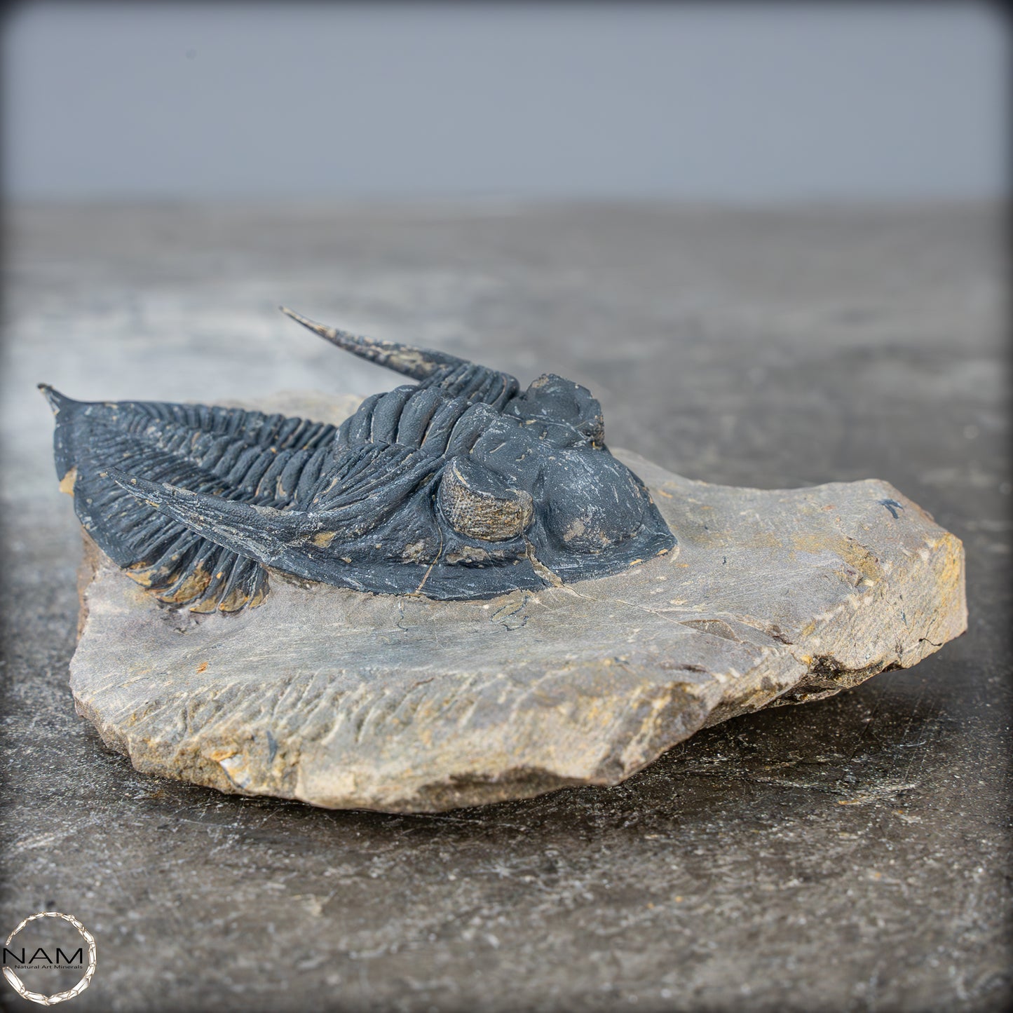 Sehr gut erhaltenes Trilobit Fossil - Hollardops mesocristata, Marokko - 202,81g