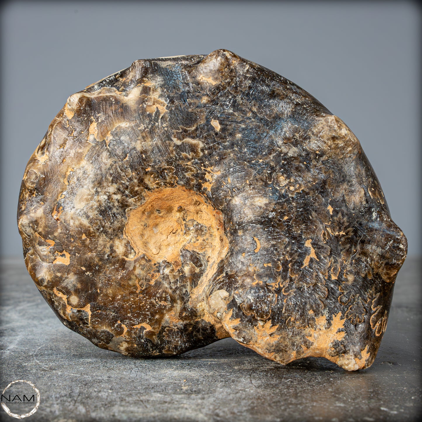 Seltenes Fossiles Ammonit-Mamites Nodosoides mit Dendriten - 994,65g