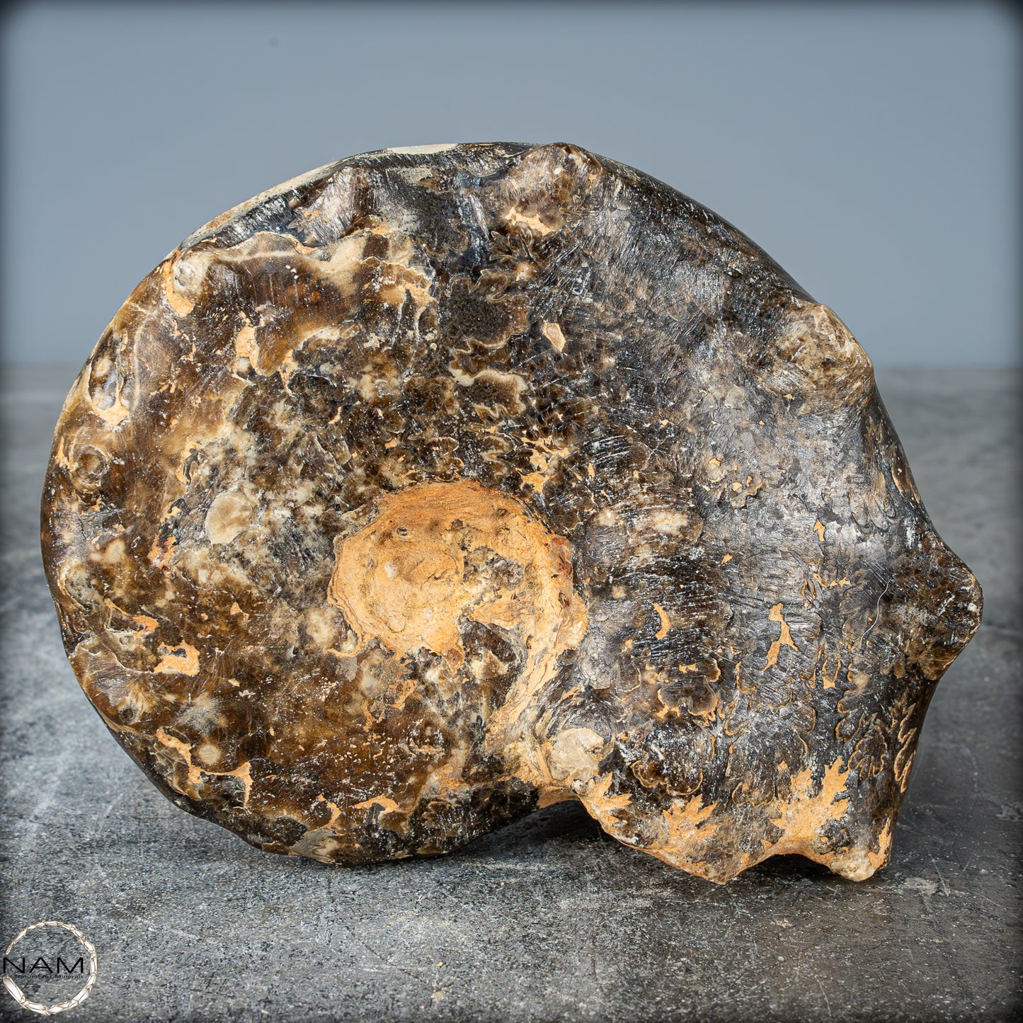 Seltenes Fossiles Ammonit-Mamites Nodosoides mit Dendriten - 994,65g
