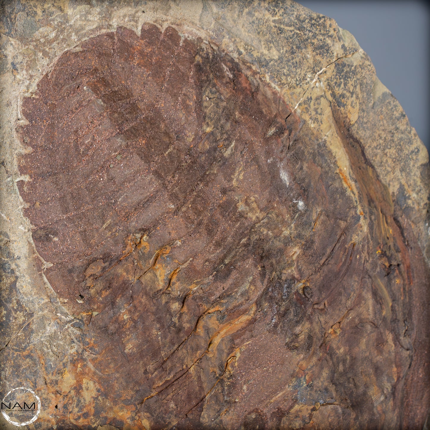 Fossil eines großen Trilobiten - Hollardops mesocristata, Marokko - 2147,38g
