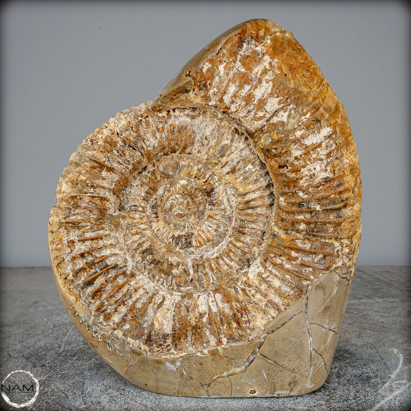 Natürliches Ammoniten-Fossil in Septarien-Matrix, sehr selten - 6119,15g