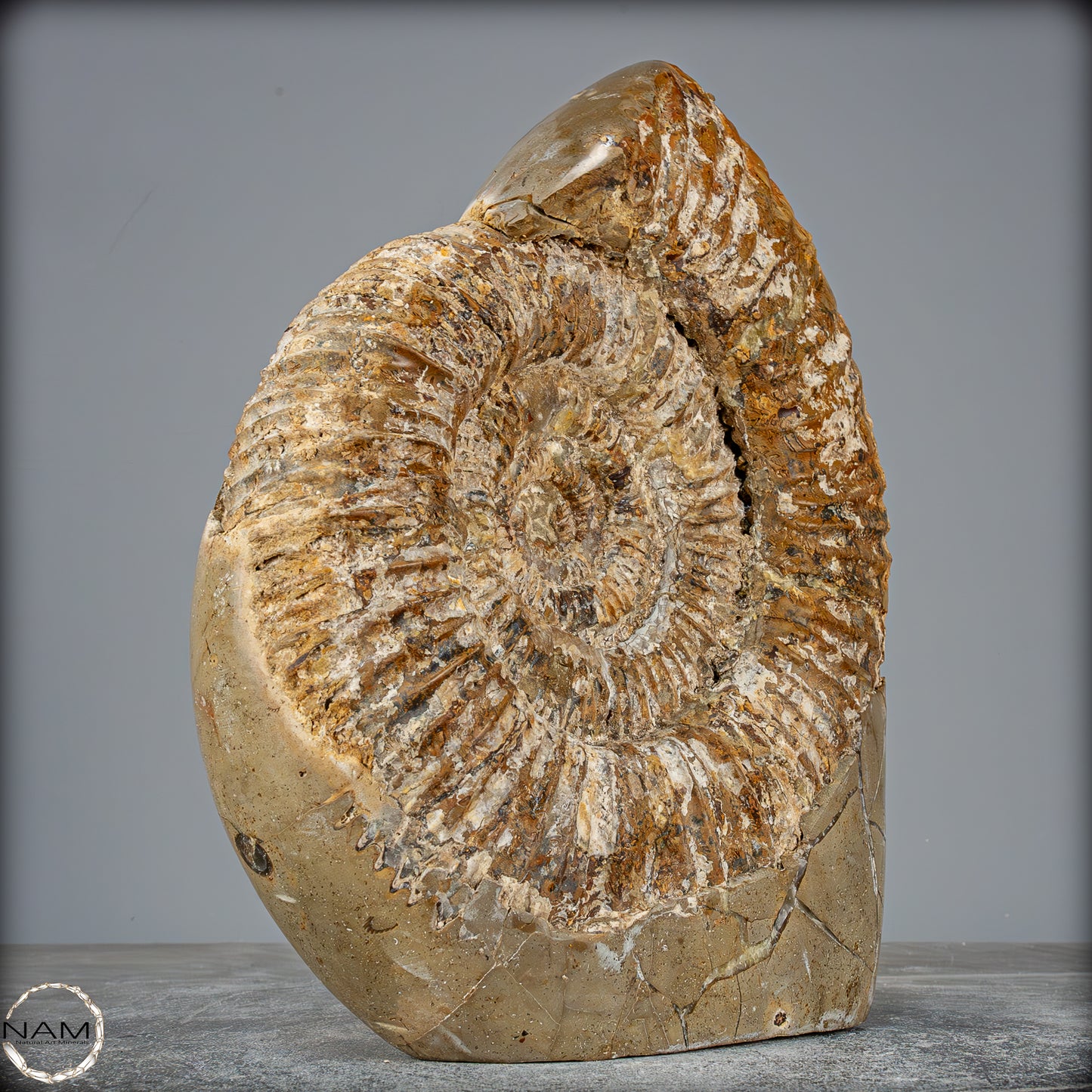 Natürliches Ammoniten-Fossil in Septarien-Matrix, sehr selten - 6119,15g