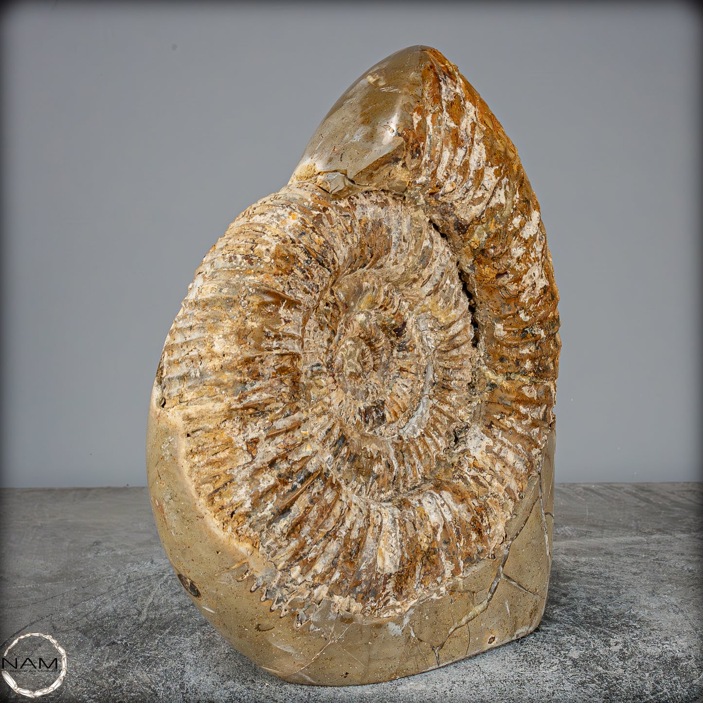 Natürliches Ammoniten-Fossil in Septarien-Matrix, sehr selten - 6119,15g