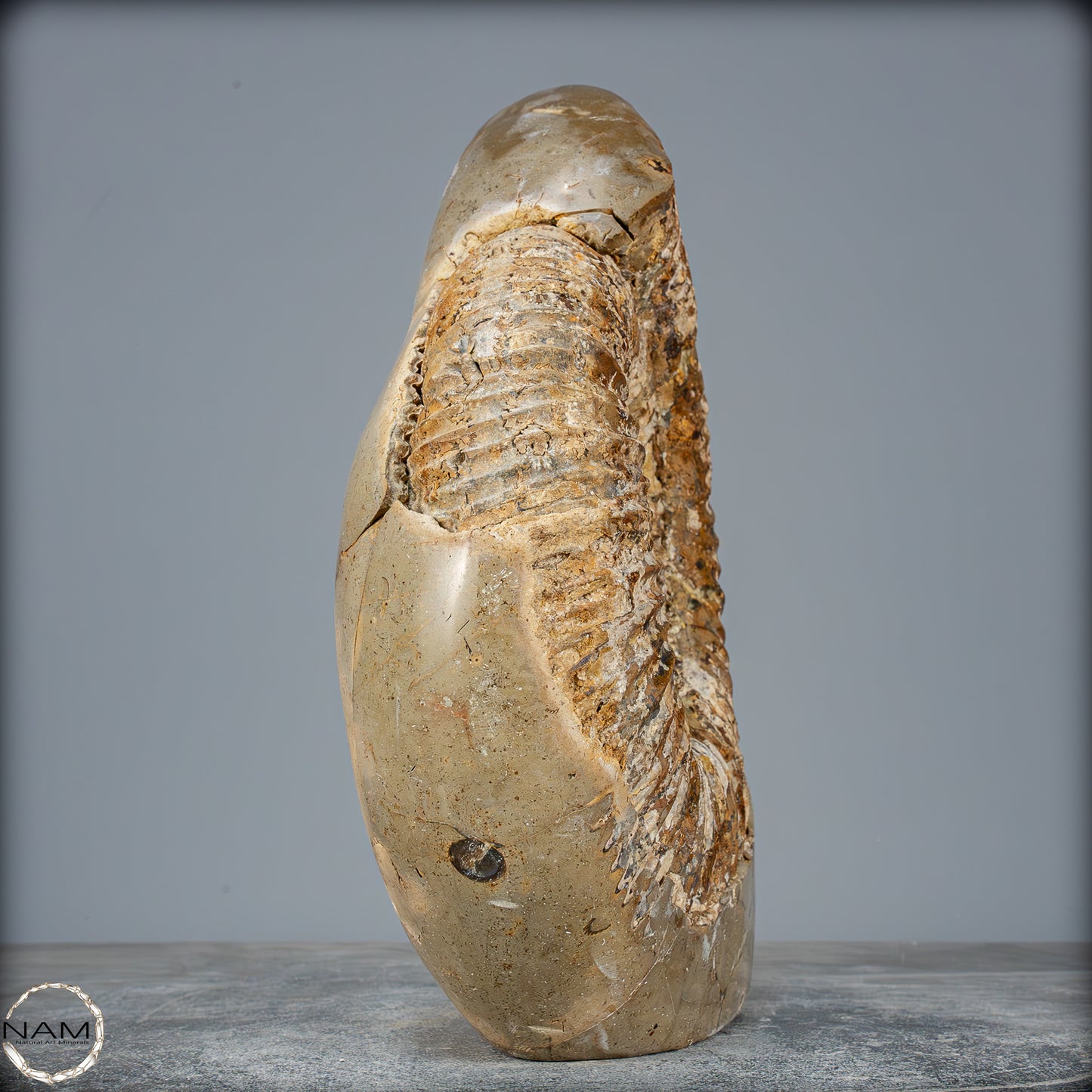 Natürliches Ammoniten-Fossil in Septarien-Matrix, sehr selten - 6119,15g