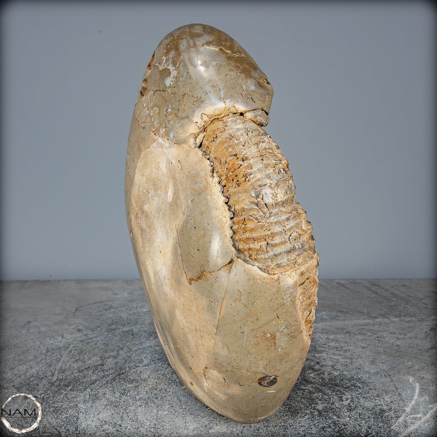 Natürliches Ammoniten-Fossil in Septarien-Matrix, sehr selten - 6119,15g