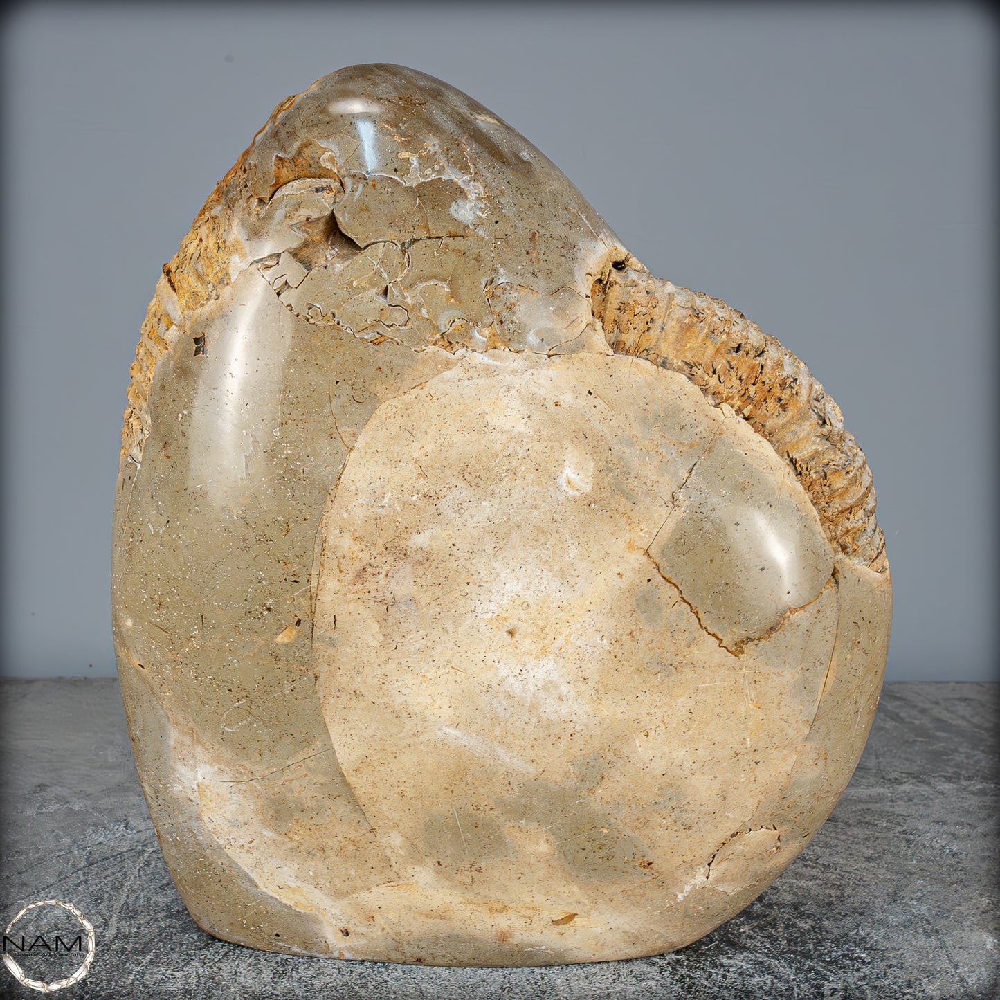 Natürliches Ammoniten-Fossil in Septarien-Matrix, sehr selten - 6119,15g