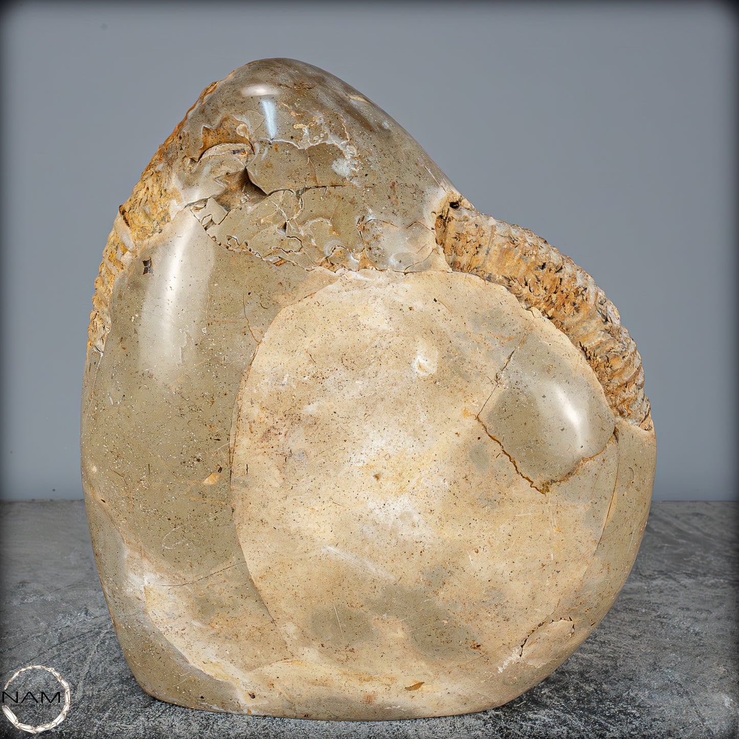 Natürliches Ammoniten-Fossil in Septarien-Matrix, sehr selten - 6119,15g