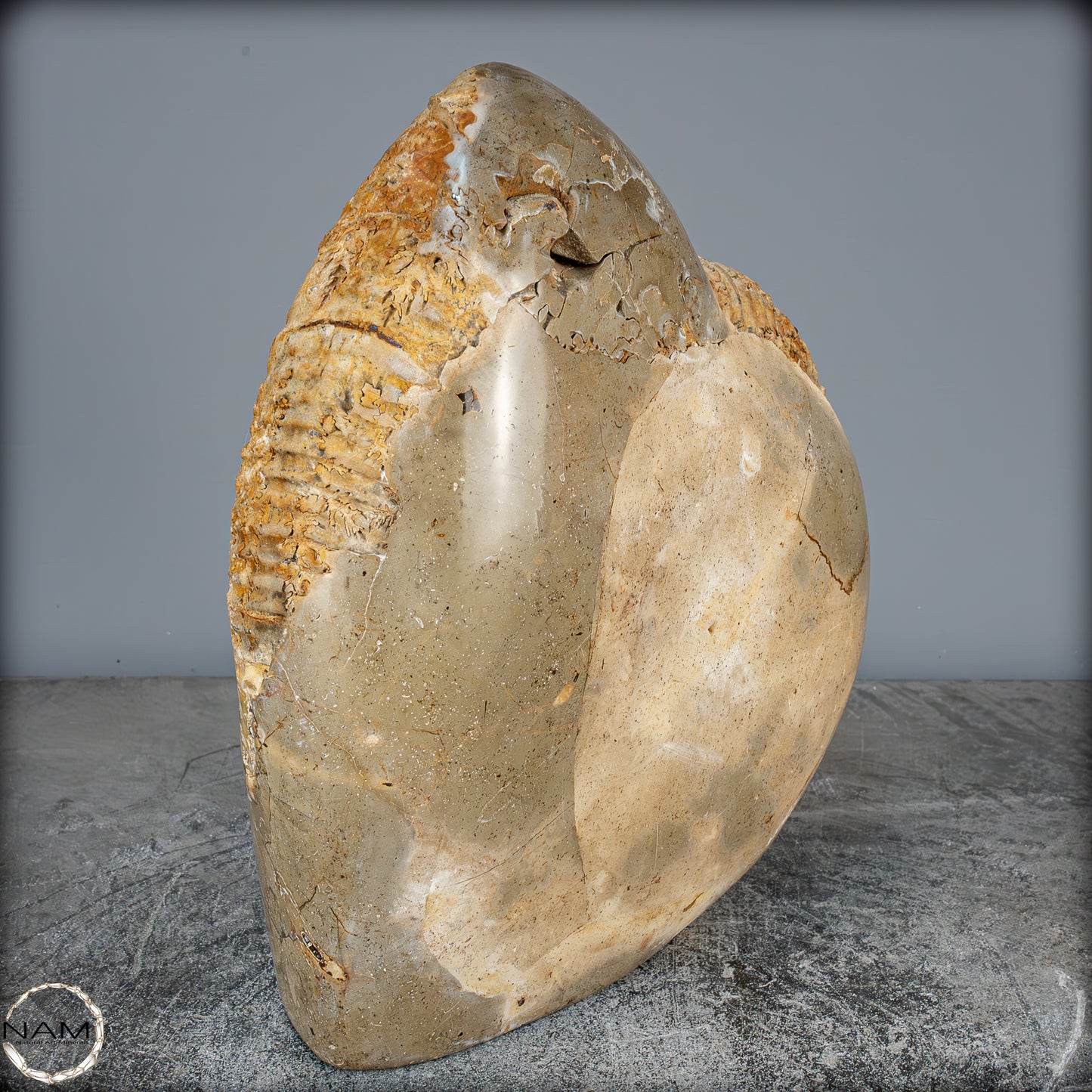 Natürliches Ammoniten-Fossil in Septarien-Matrix, sehr selten - 6119,15g