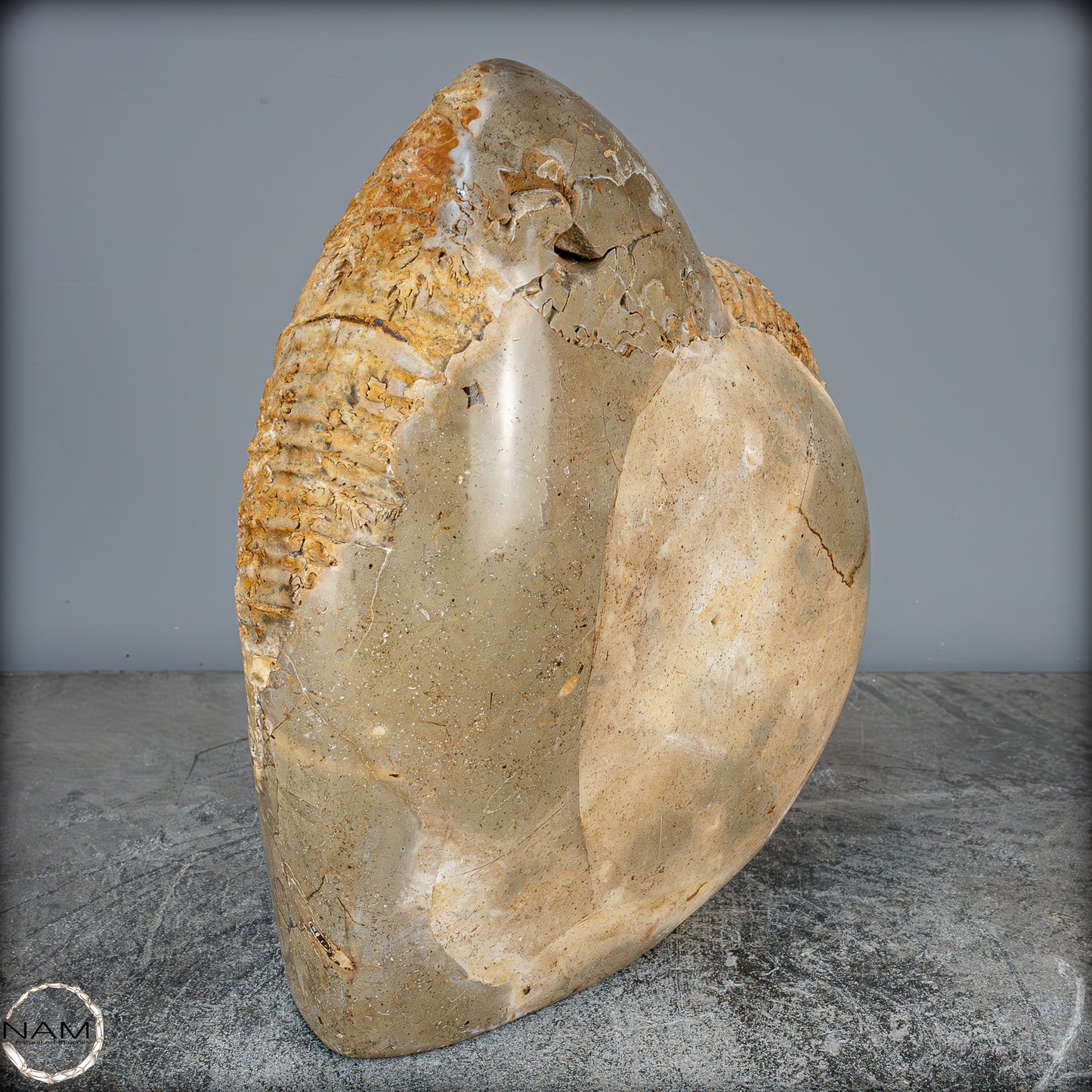Natürliches Ammoniten-Fossil in Septarien-Matrix, sehr selten - 6119,15g