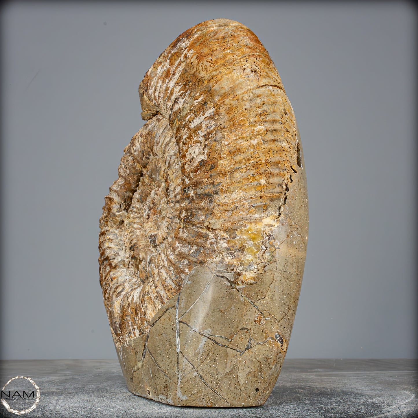 Natürliches Ammoniten-Fossil in Septarien-Matrix, sehr selten - 6119,15g