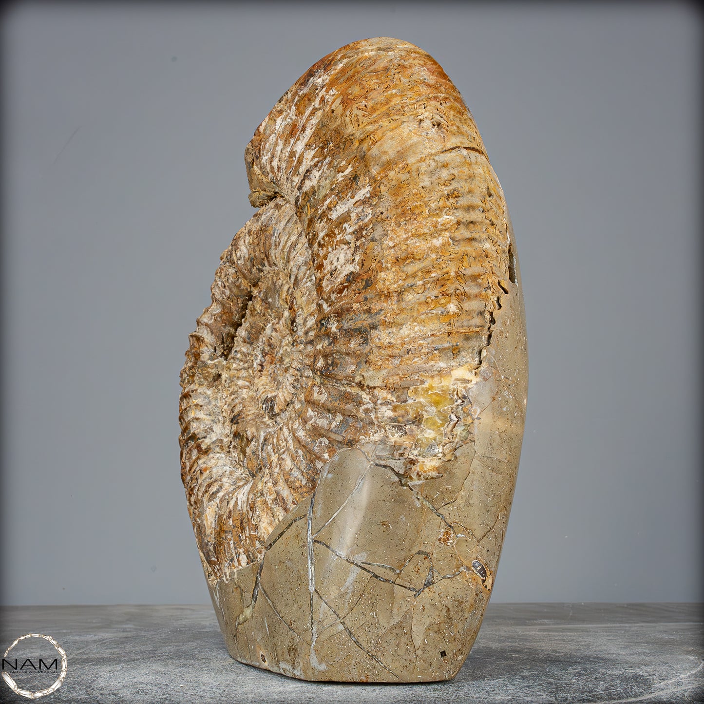 Natürliches Ammoniten-Fossil in Septarien-Matrix, sehr selten - 6119,15g