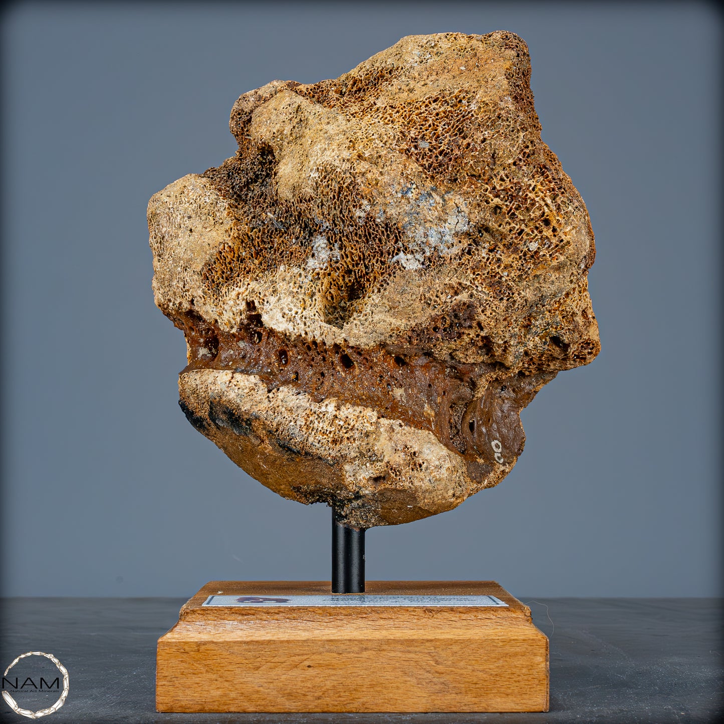 Natürlicher Mammut Knochen montiert auf einem Metallständer - 844,85g