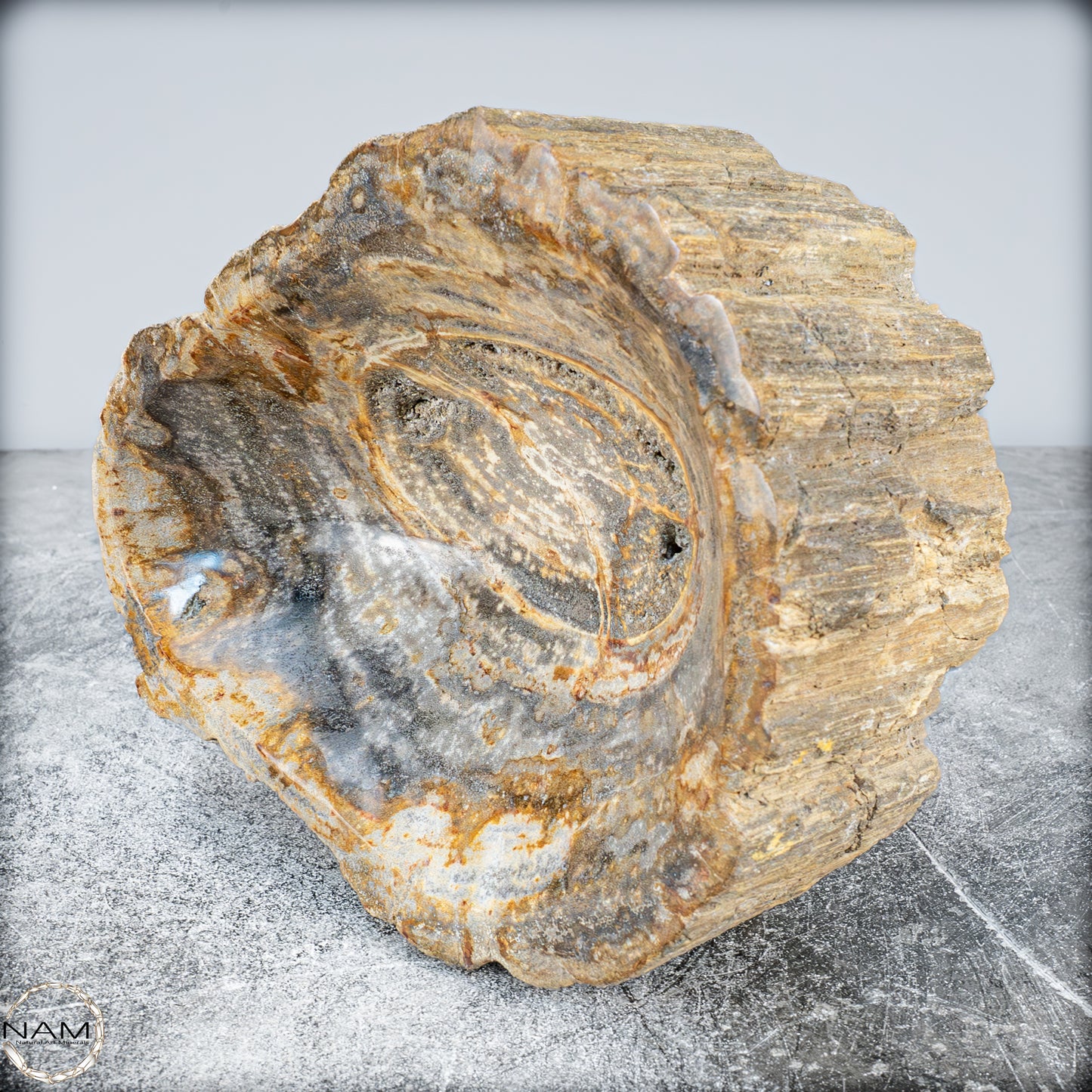 Natürliche Versteinerte Holz Kristall-Schale - 3024,77g