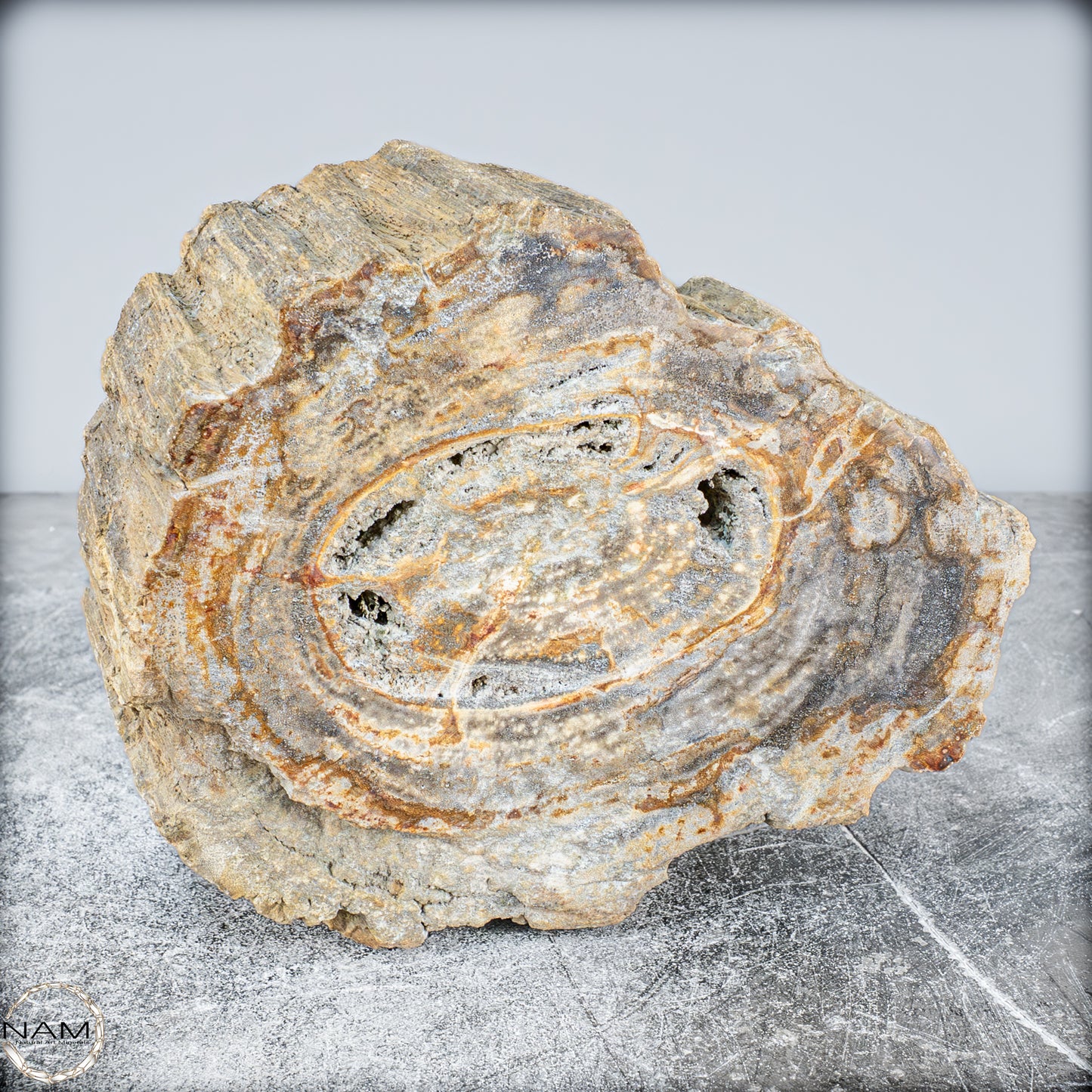 Natürliche Versteinerte Holz Kristall-Schale - 3024,77g
