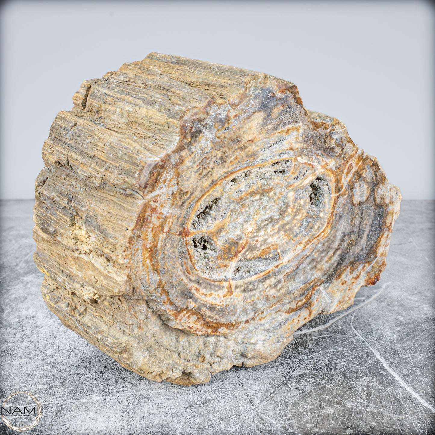 Natürliche Versteinerte Holz Kristall-Schale - 3024,77g
