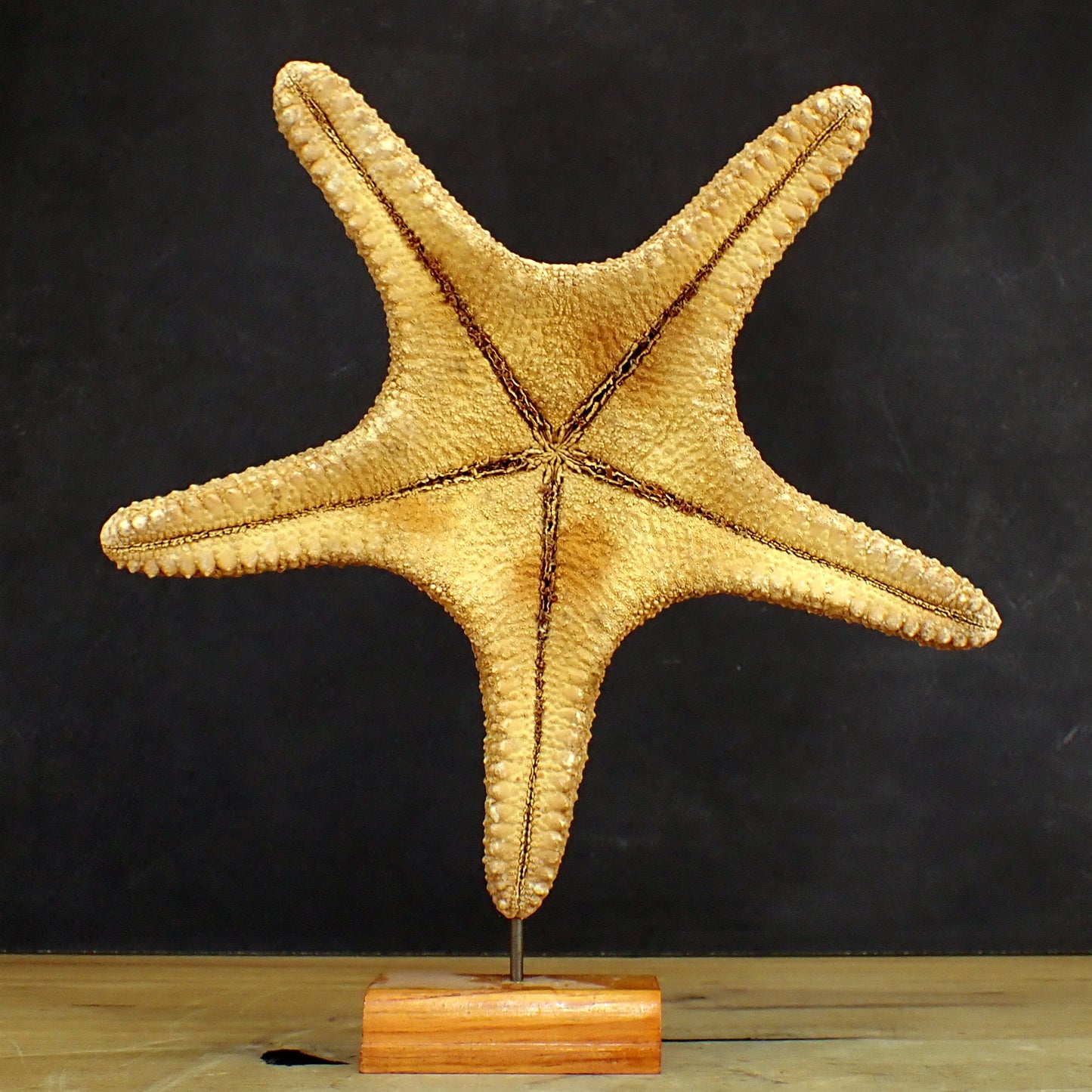 Schöner Seestern Asterias Rubens auf Ständer - 305,55g - 285 x 270 x 60 mm