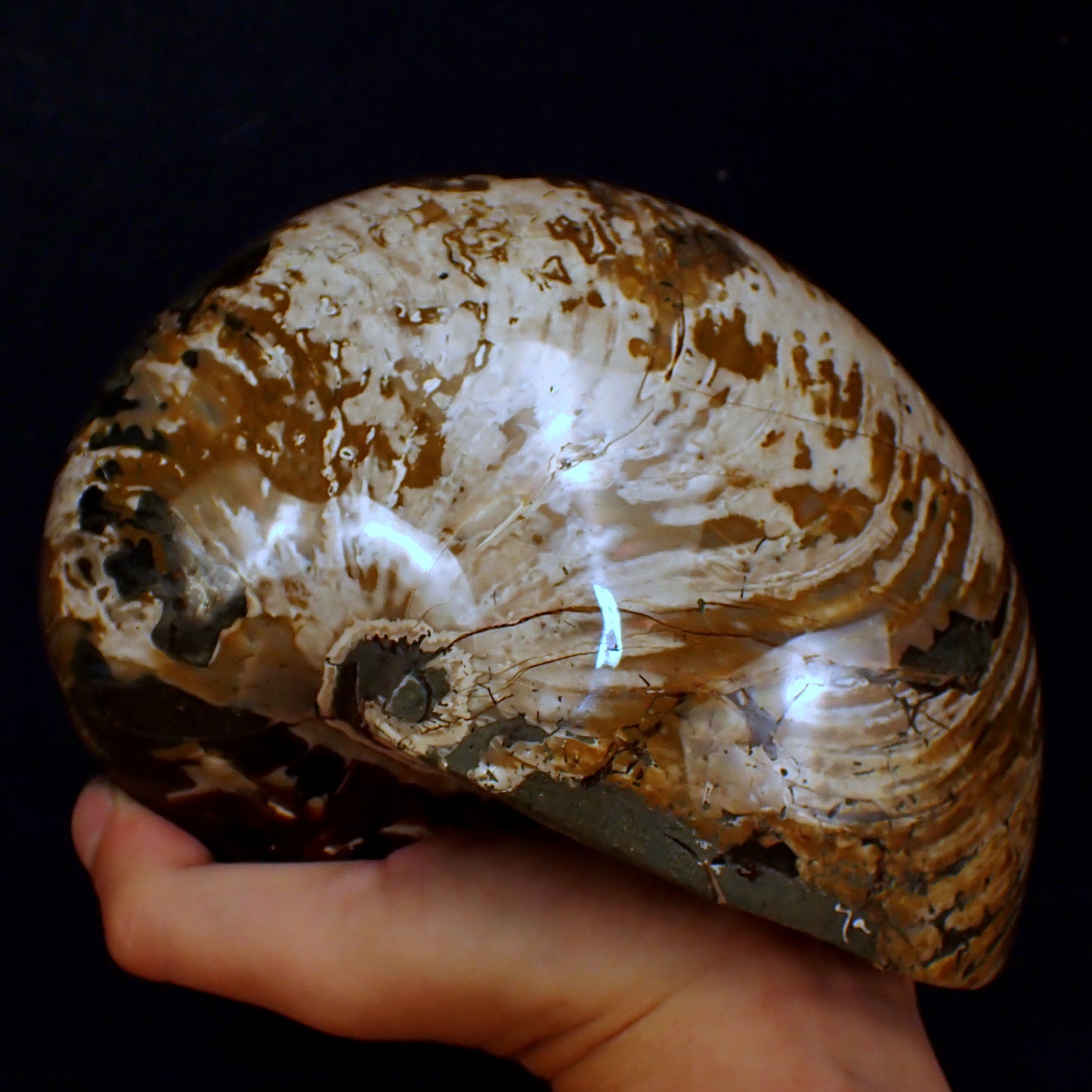 Natürlicher Bunter & Schillernder Nautilus Fossil - 3502,51g