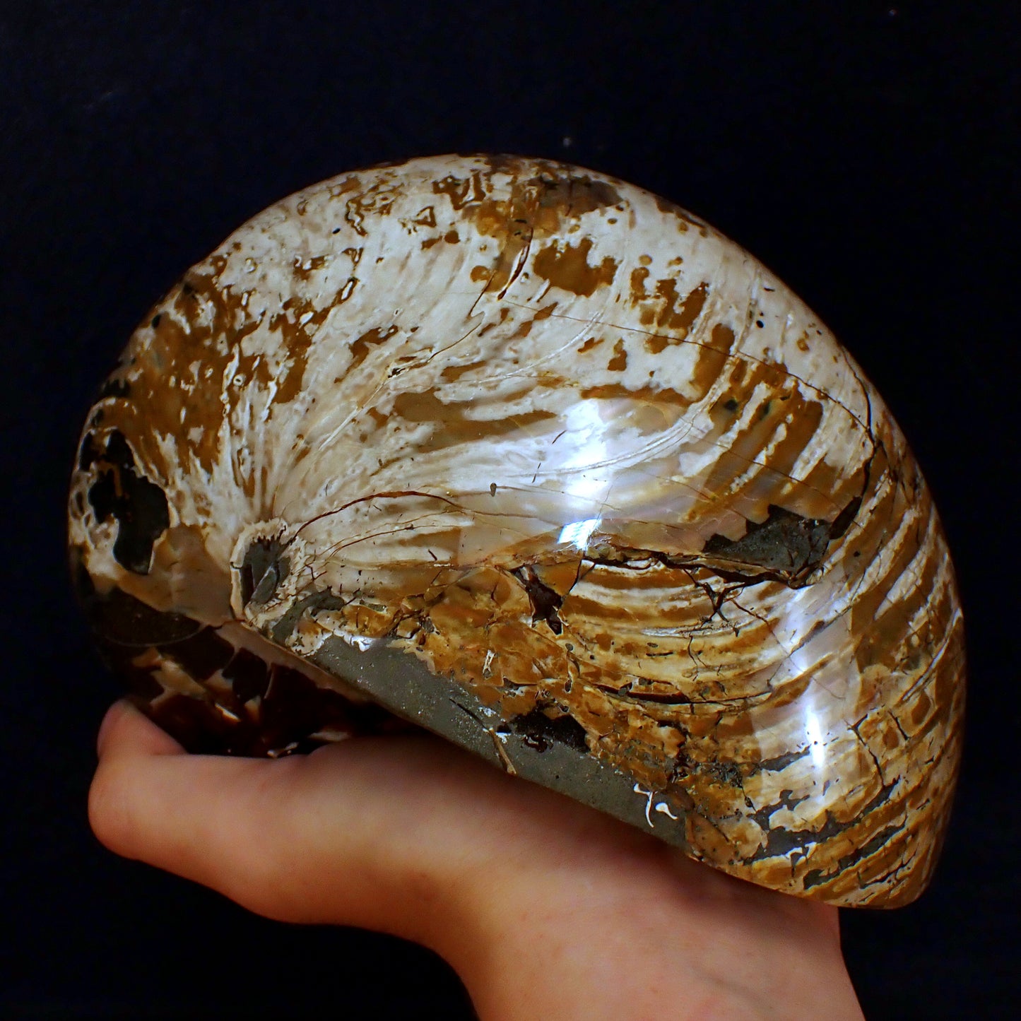 Natürlicher Bunter & Schillernder Nautilus Fossil - 3502,51g