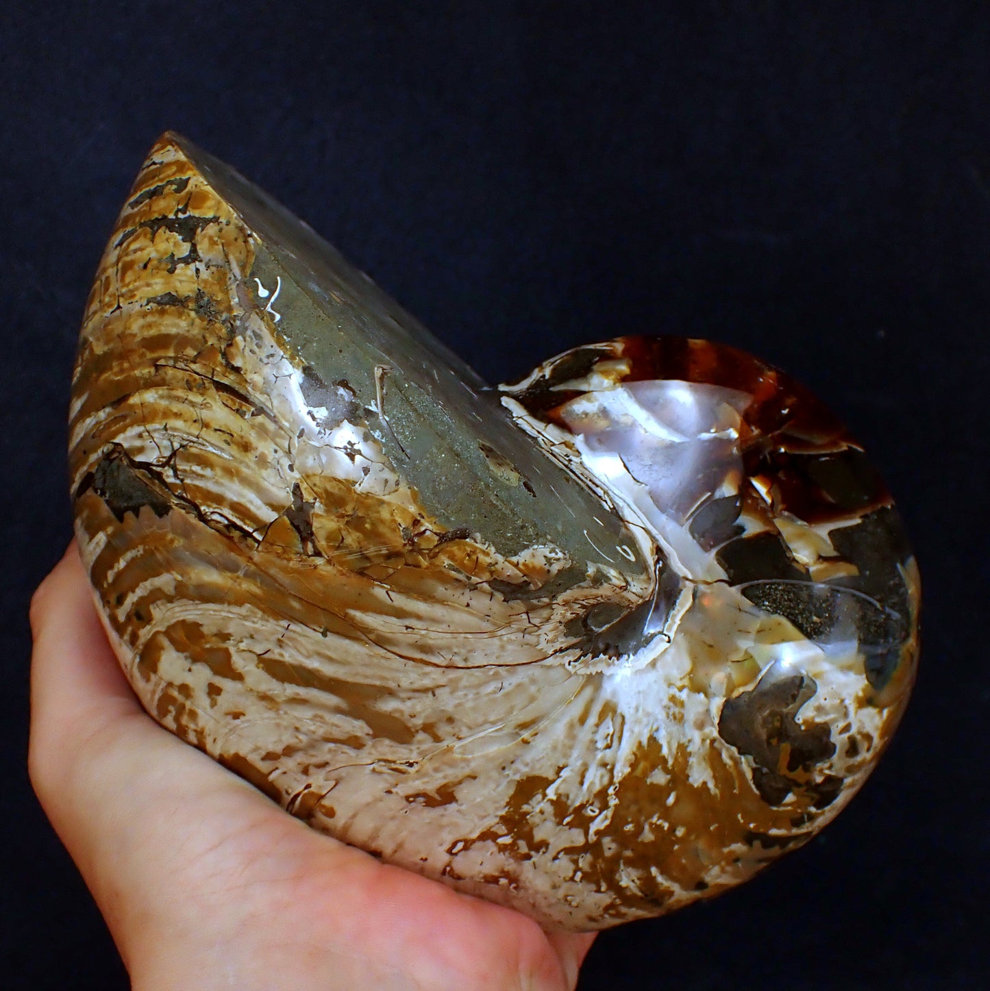 Natürlicher Bunter & Schillernder Nautilus Fossil - 3502,51g