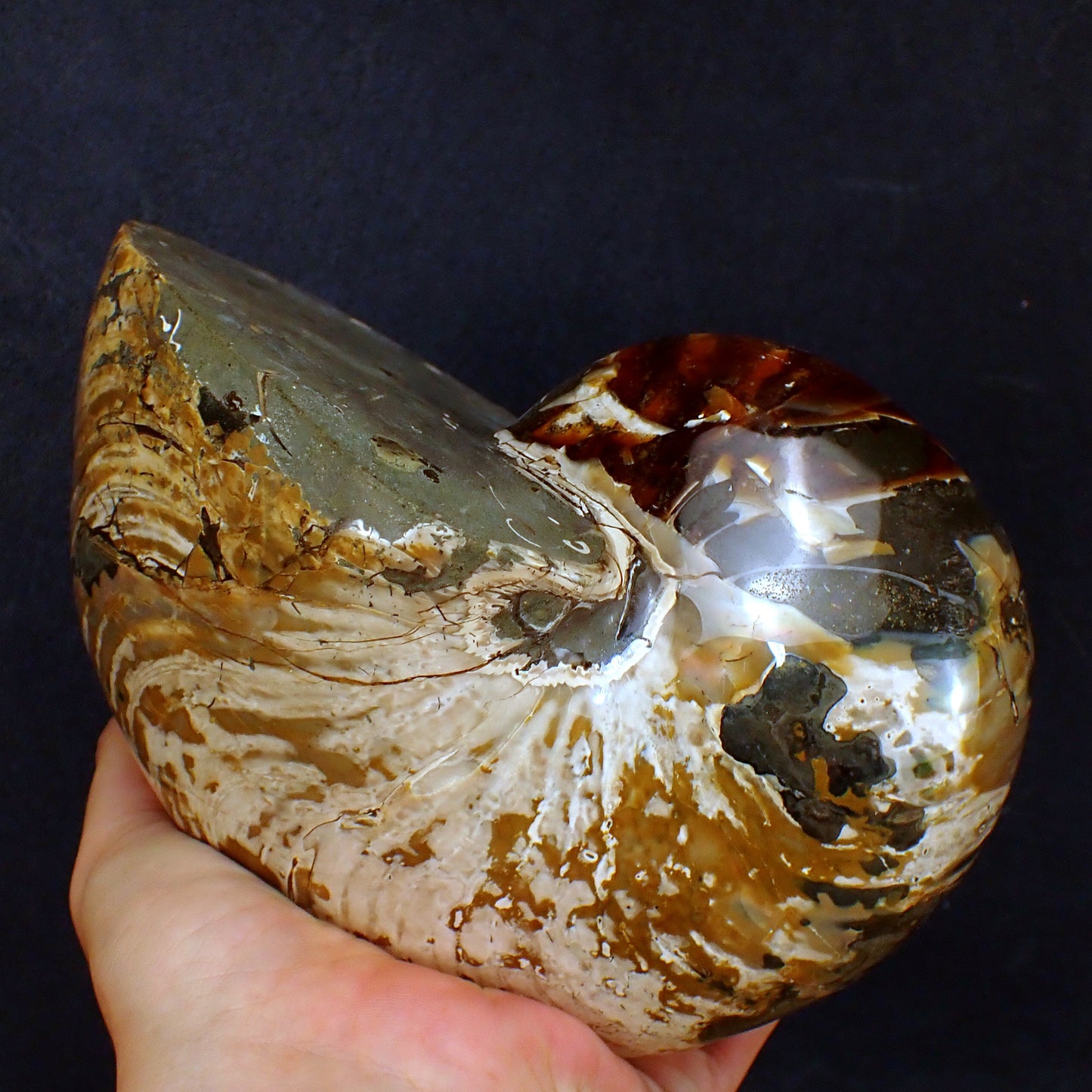 Natürlicher Bunter & Schillernder Nautilus Fossil - 3502,51g