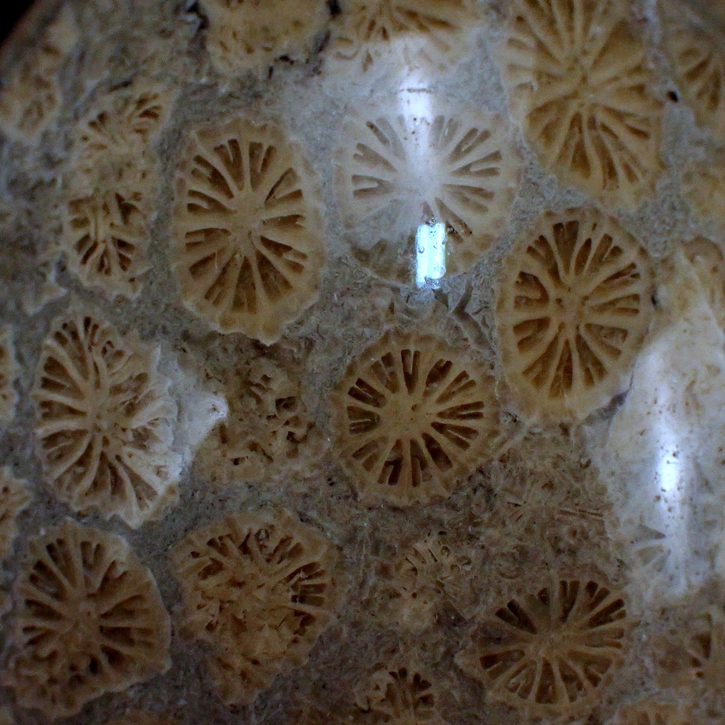 Fossile Koralle als Ei - 174,75g - 60x46x46mm