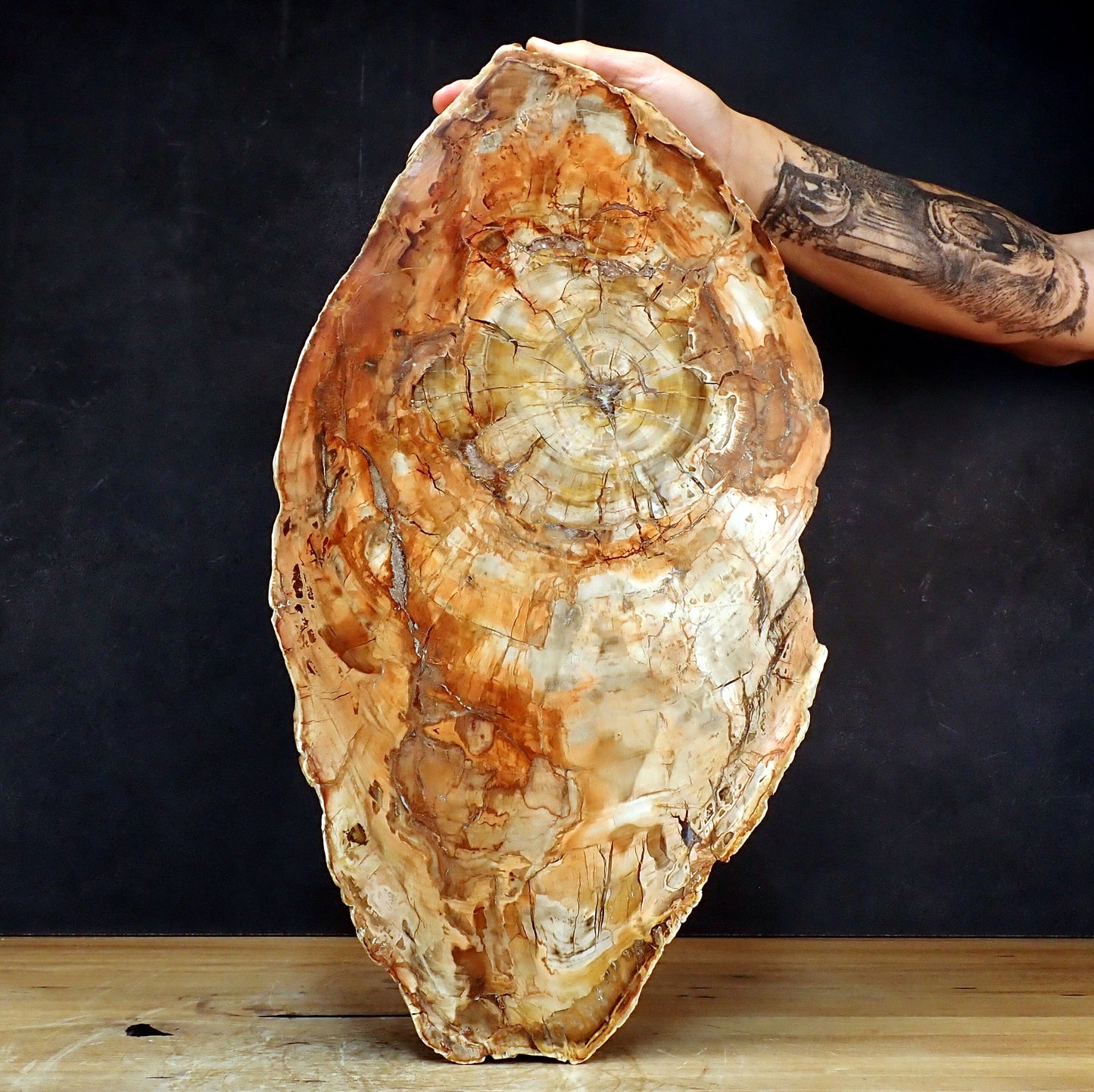 Große Scheibe Versteinertes Holz - 7305,55g - 540 x 295 x 27mm