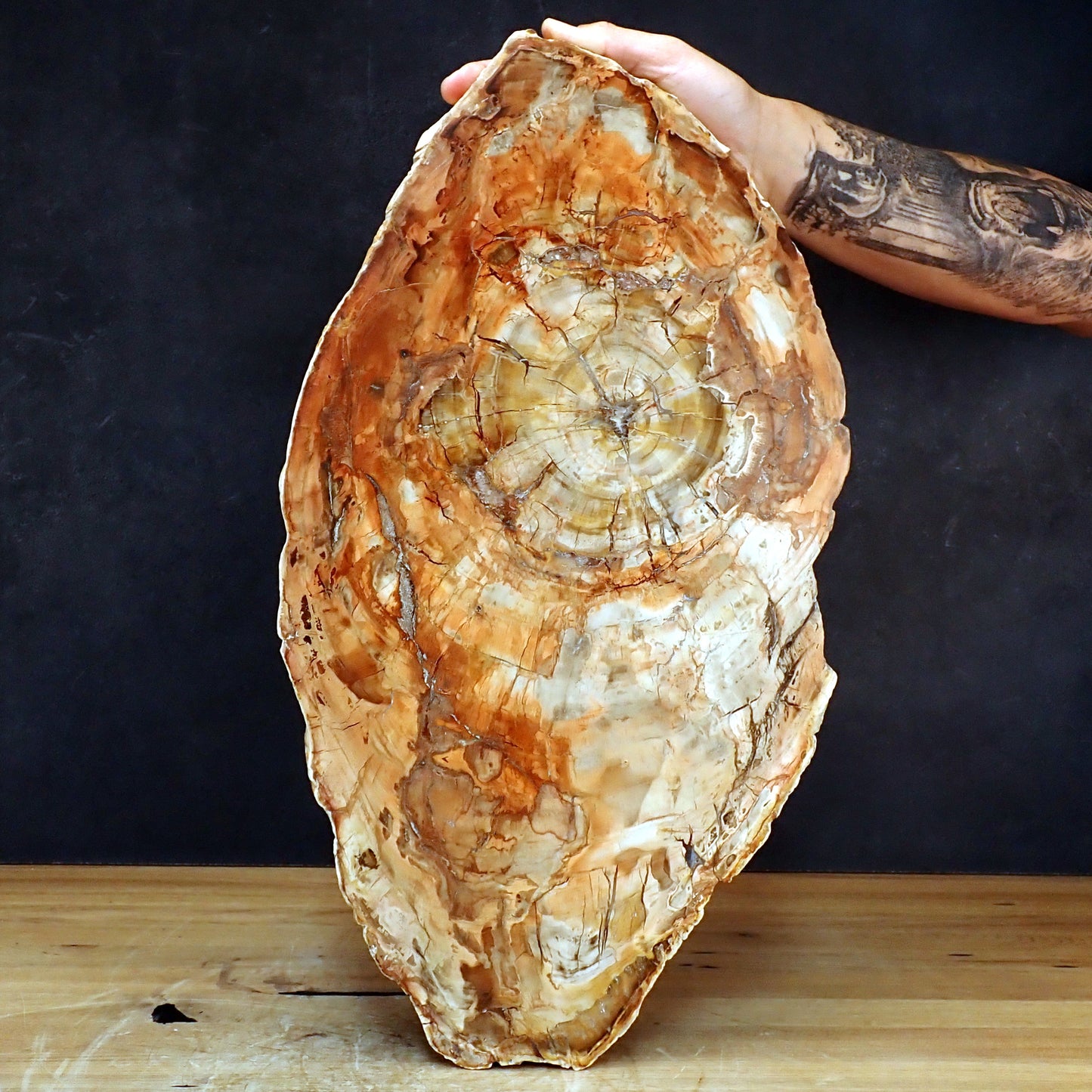 Große Scheibe Versteinertes Holz - 7305,55g - 540 x 295 x 27mm