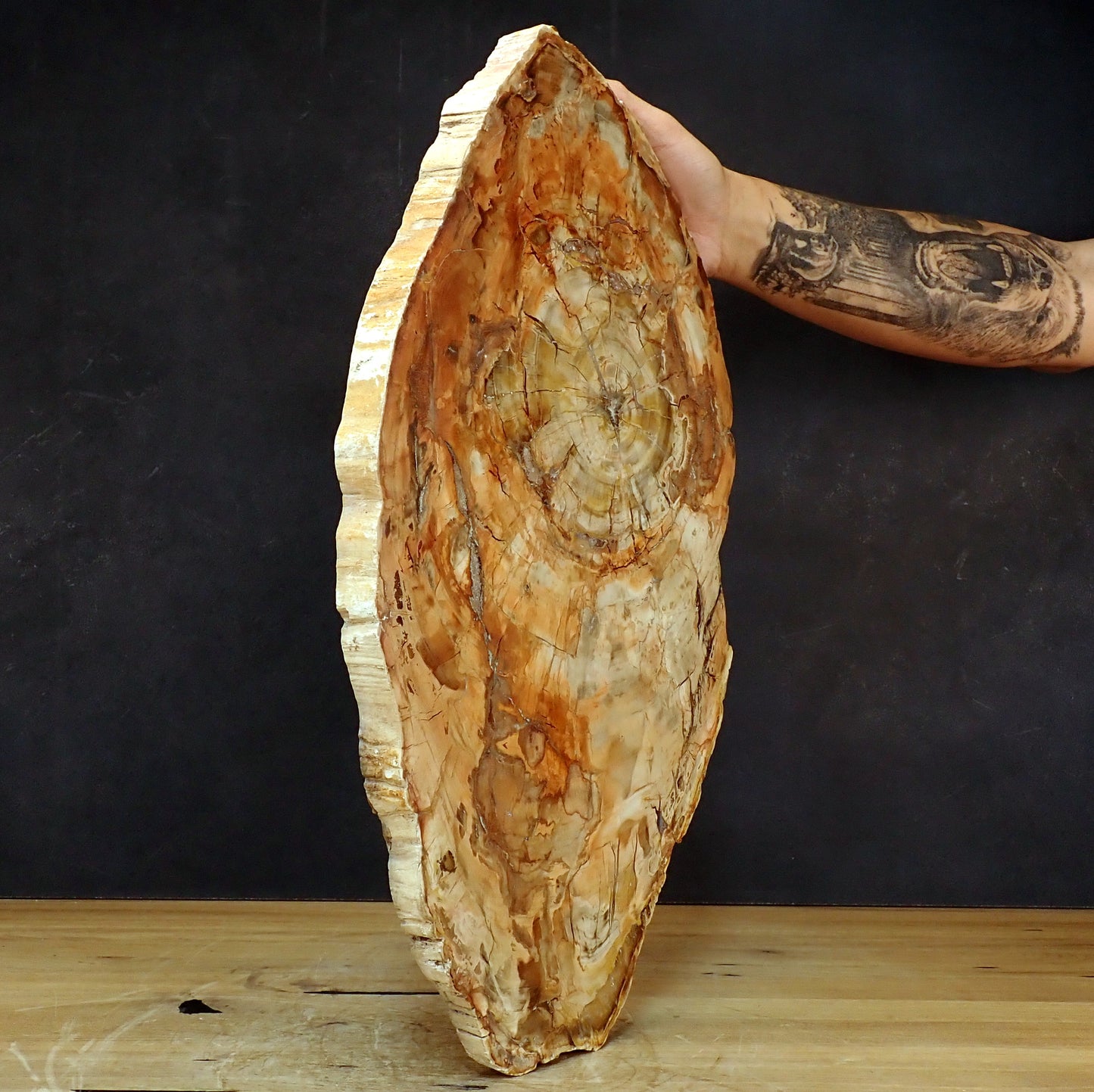 Große Scheibe Versteinertes Holz - 7305,55g - 540 x 295 x 27mm