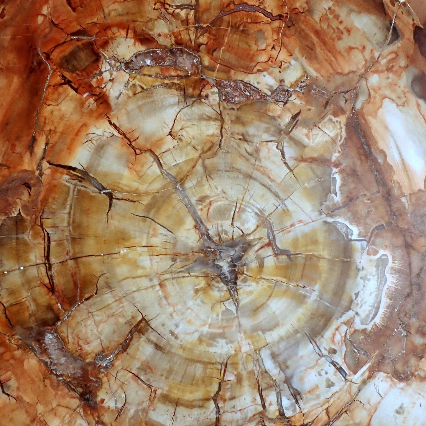 Große Scheibe Versteinertes Holz - 7305,55g - 540 x 295 x 27mm