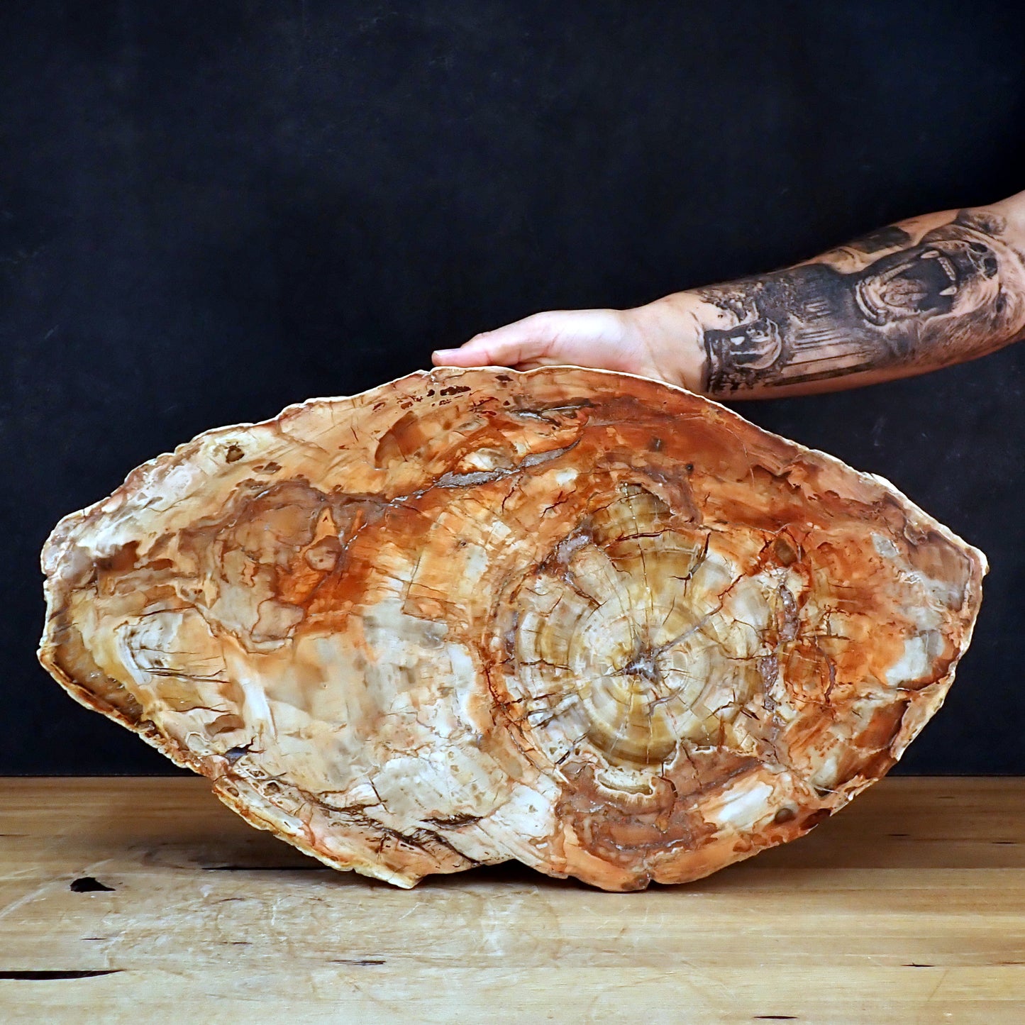 Große Scheibe Versteinertes Holz - 7305,55g - 540 x 295 x 27mm