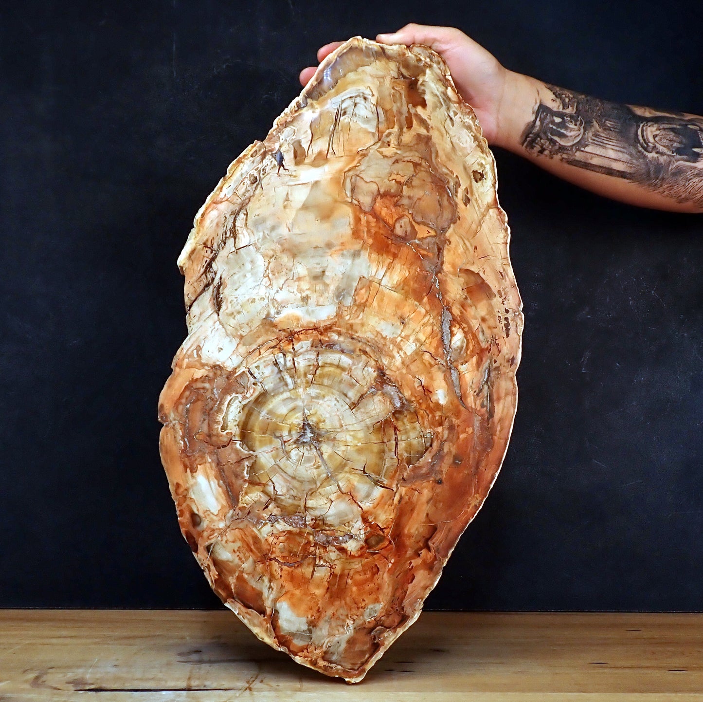 Große Scheibe Versteinertes Holz - 7305,55g - 540 x 295 x 27mm