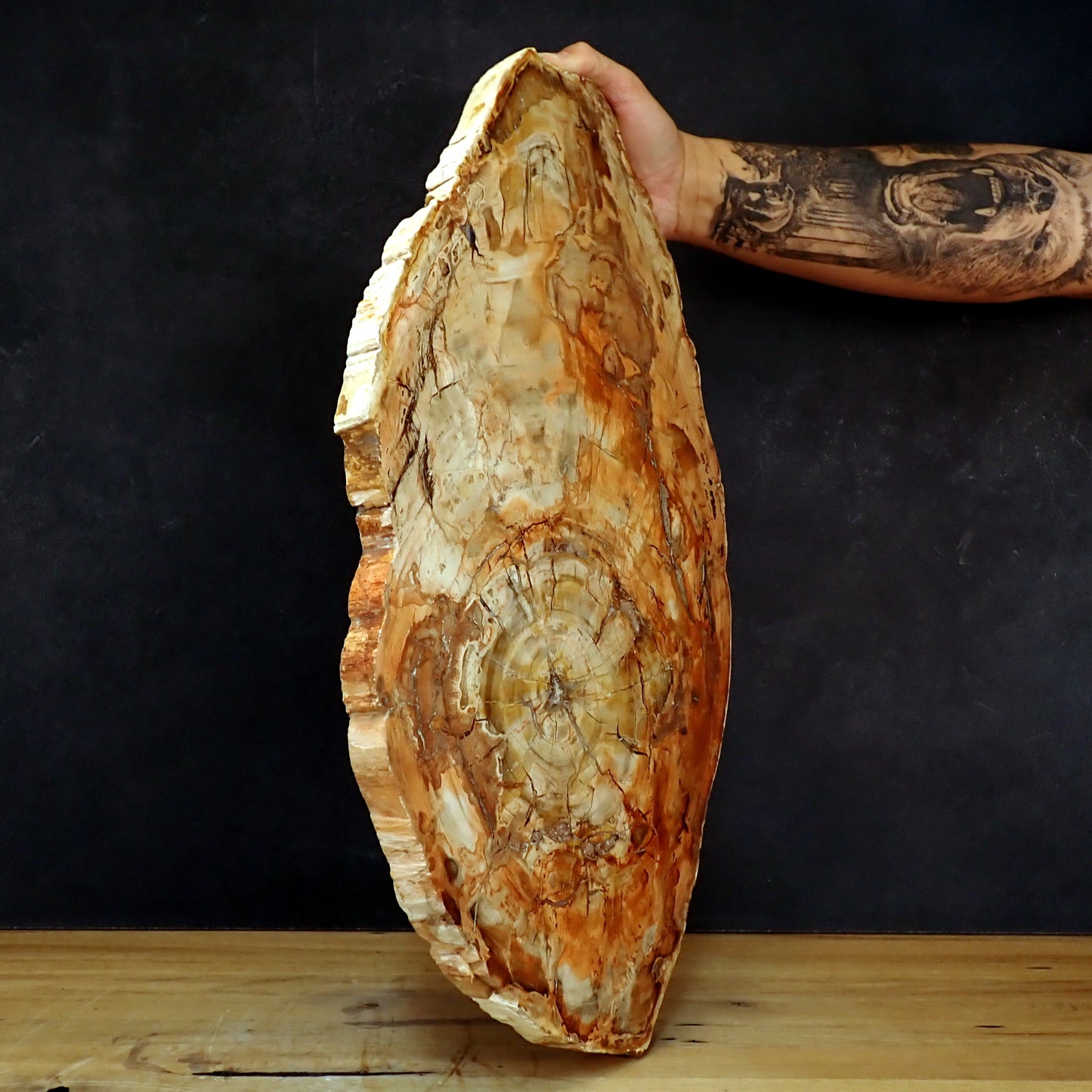 Große Scheibe Versteinertes Holz - 7305,55g - 540 x 295 x 27mm