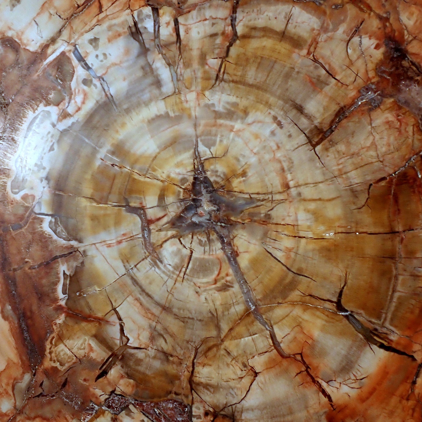 Große Scheibe Versteinertes Holz - 7305,55g - 540 x 295 x 27mm