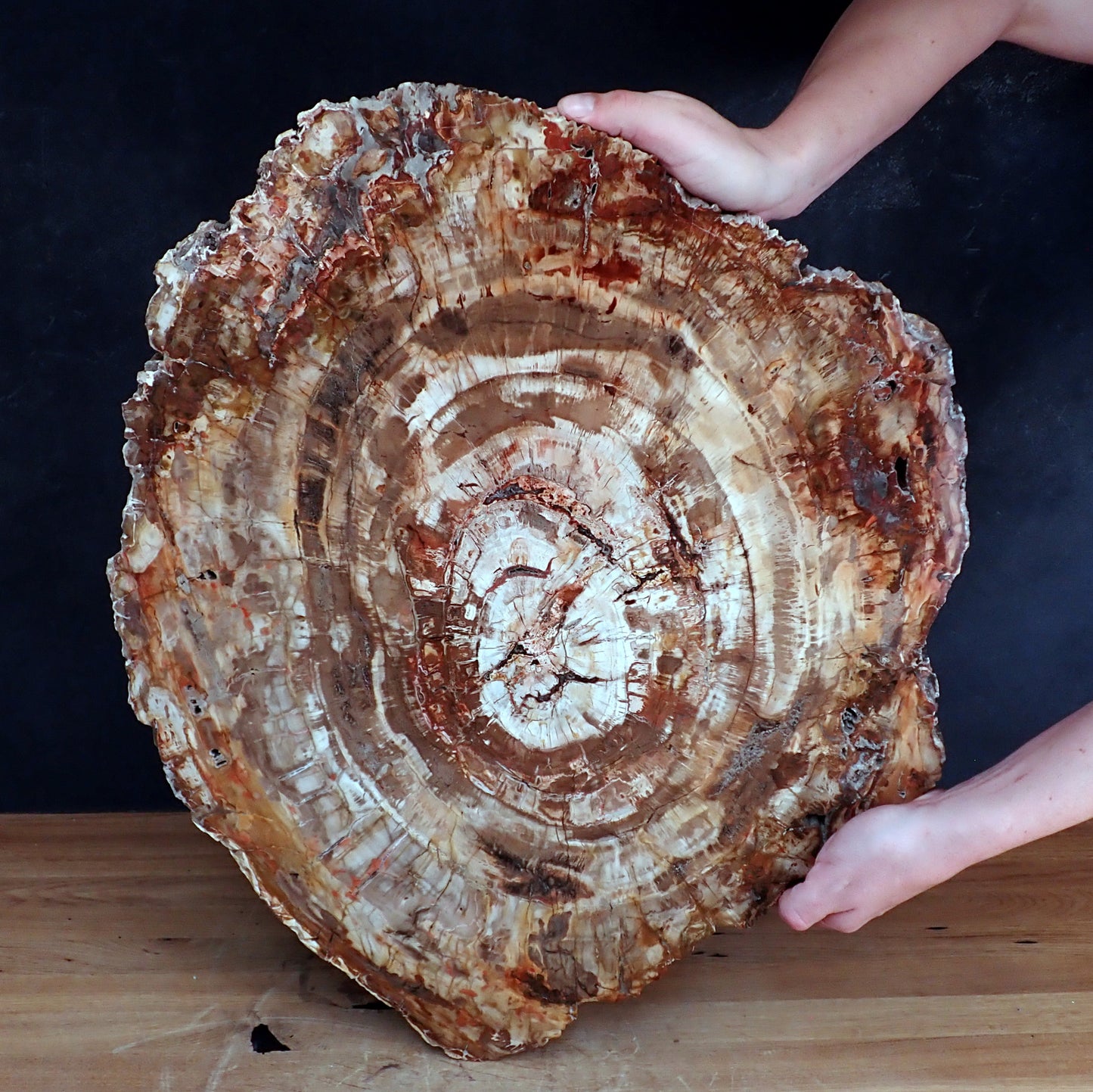 Sehr Große Scheibe Versteinertes Holz - 15741,58g - 620 x 505 x 37mm
